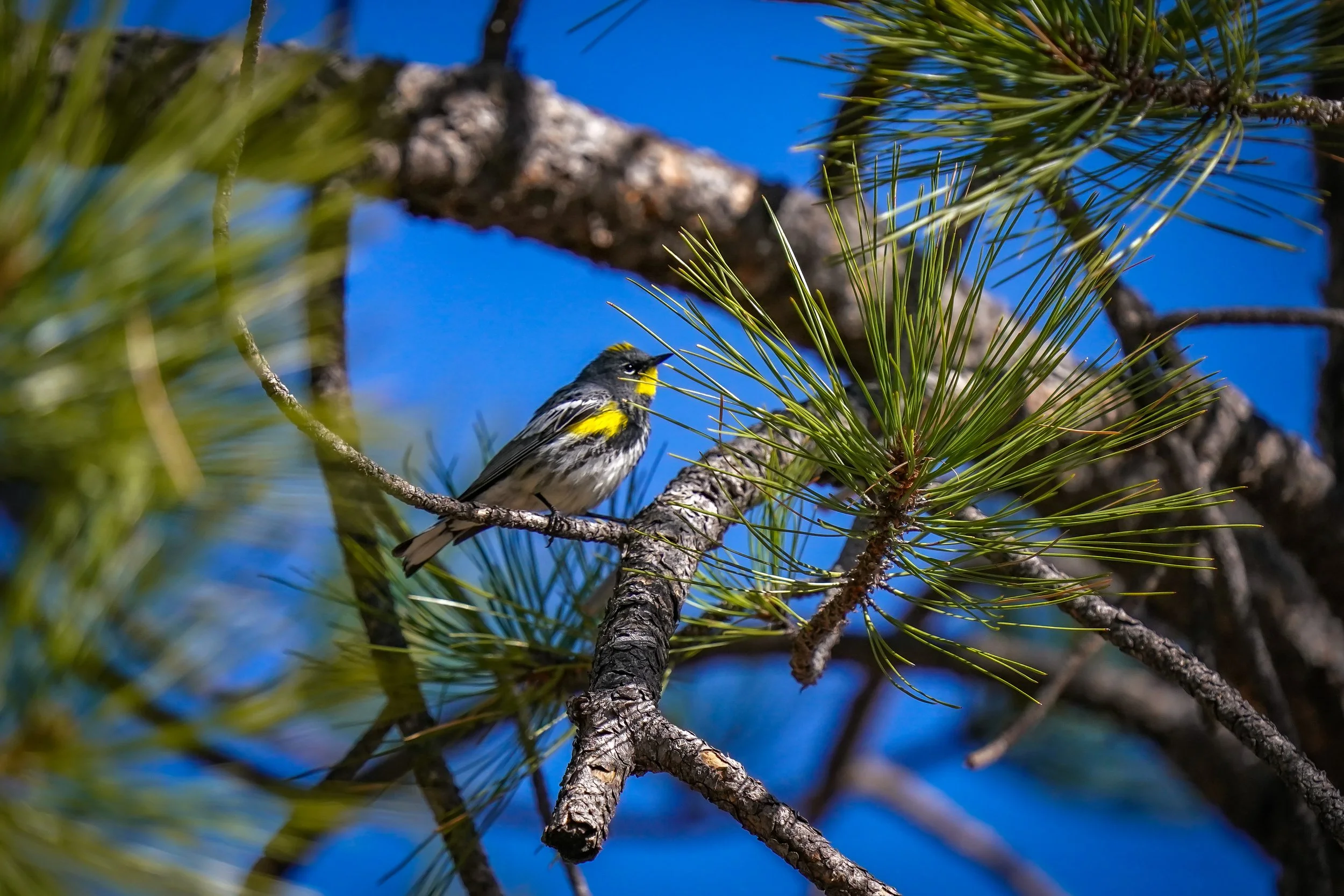 Yellow-rumped warbler