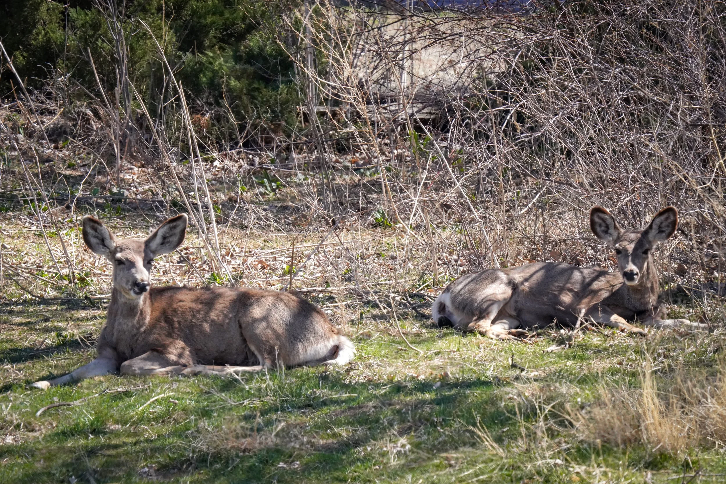 Mule Deer