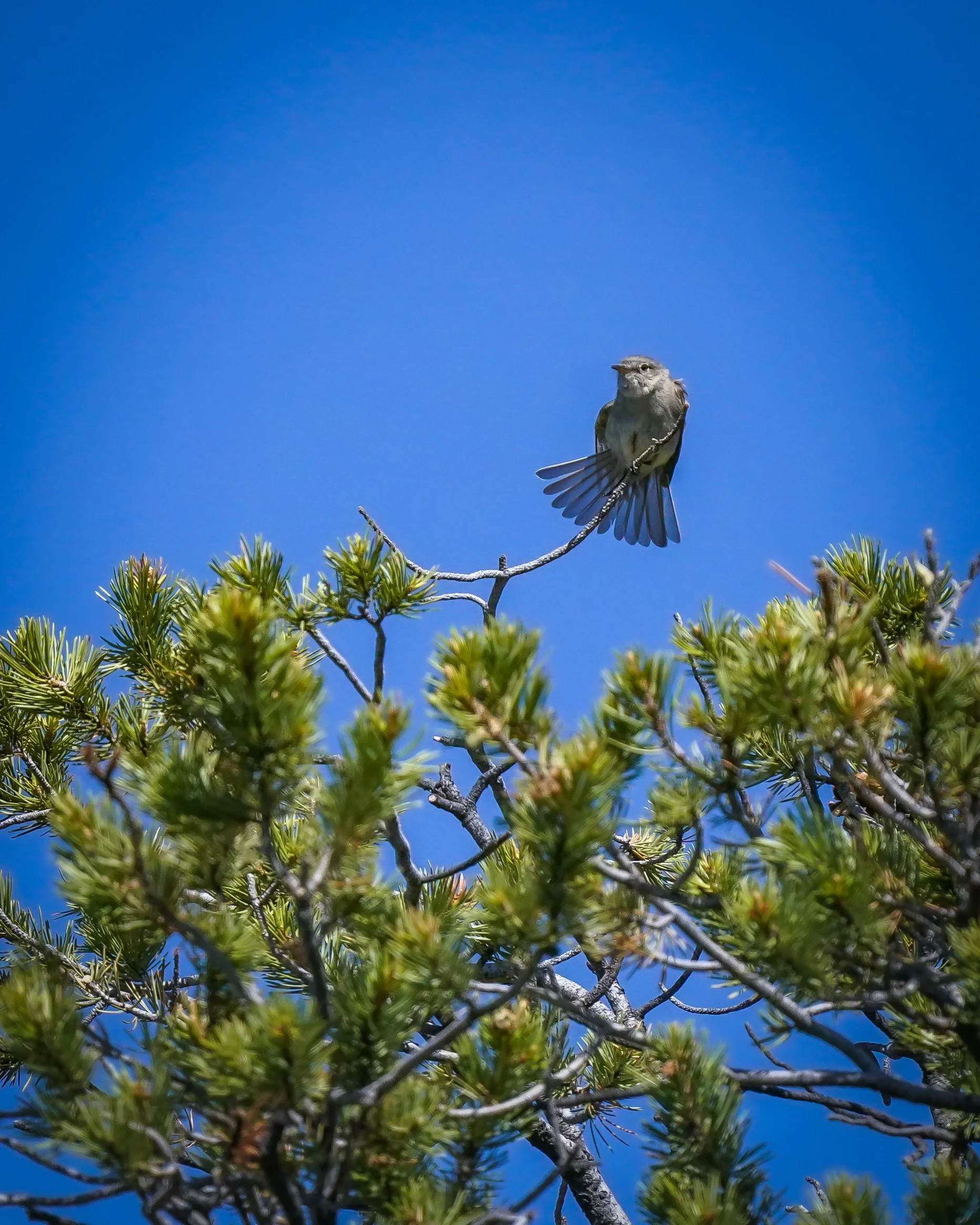 Gray Flycatcher