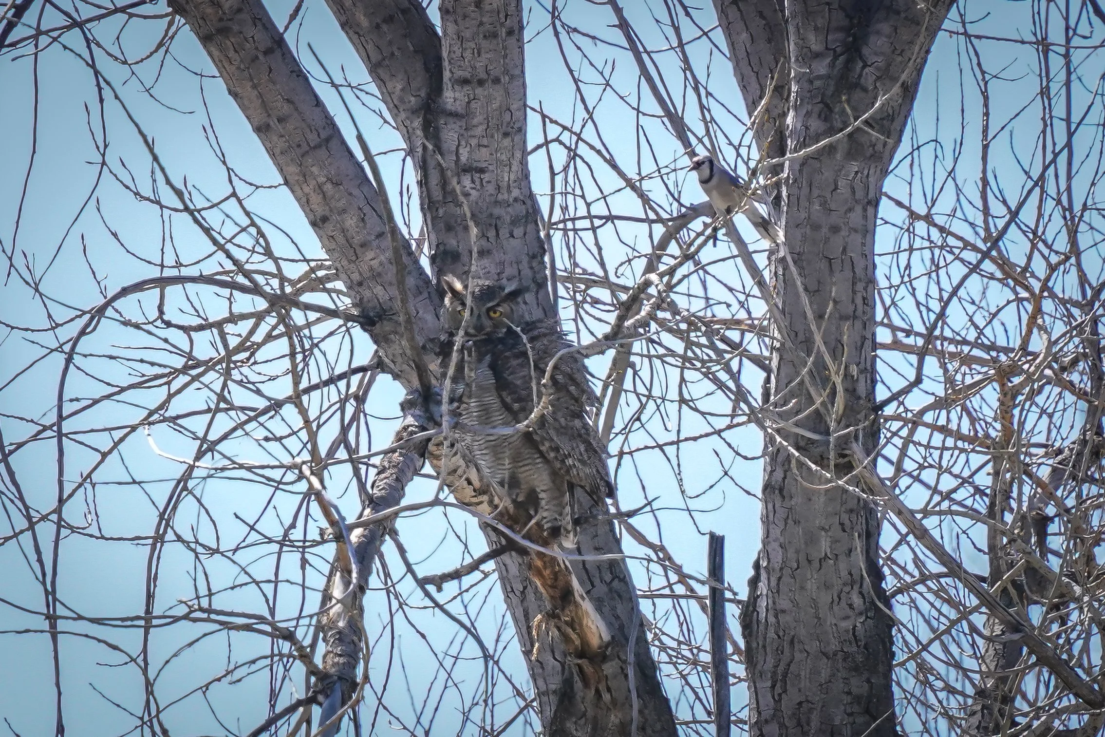 Blue Jay with Great Horned Owl