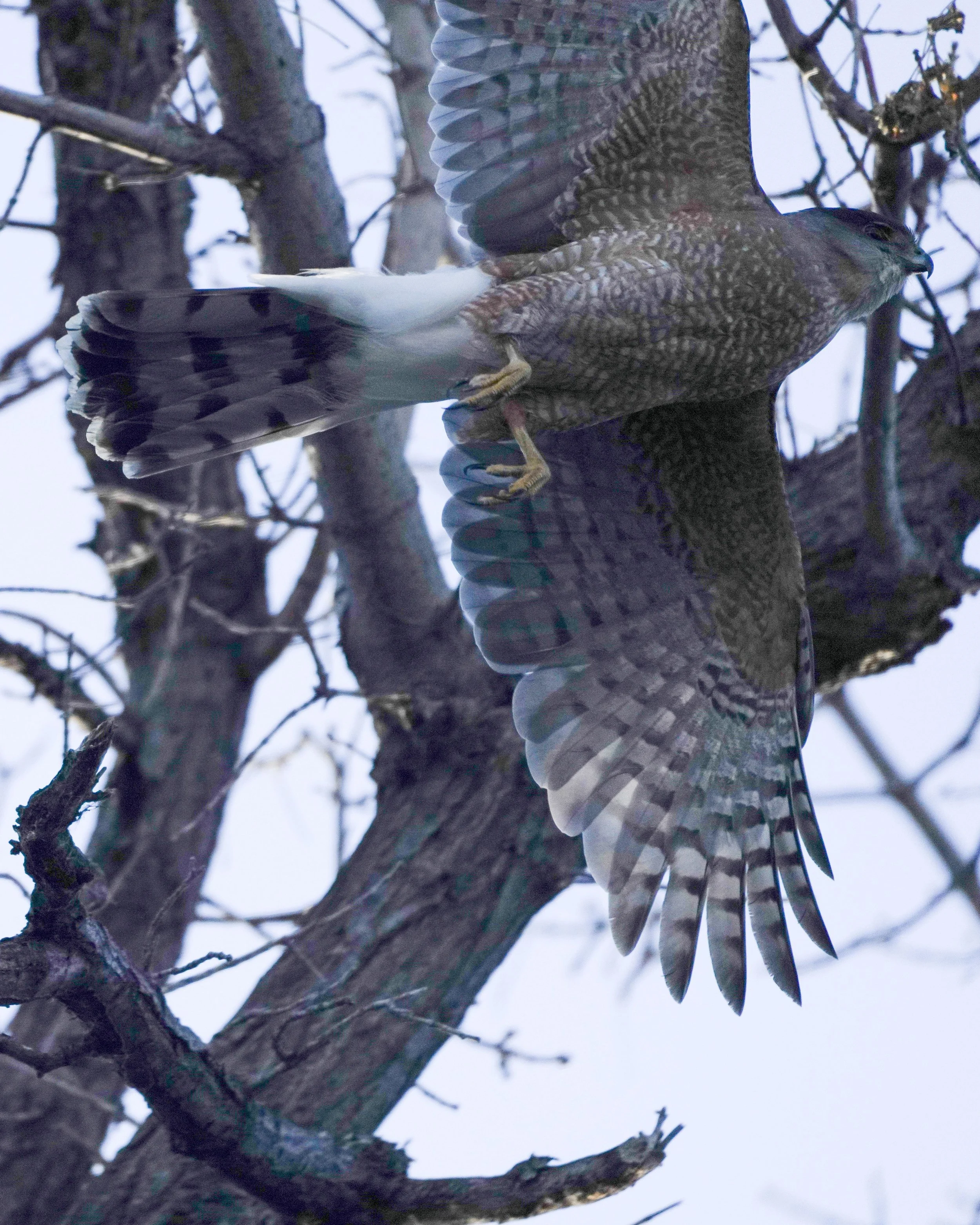 Cooper's Hawk flying over my head, lens was too big!