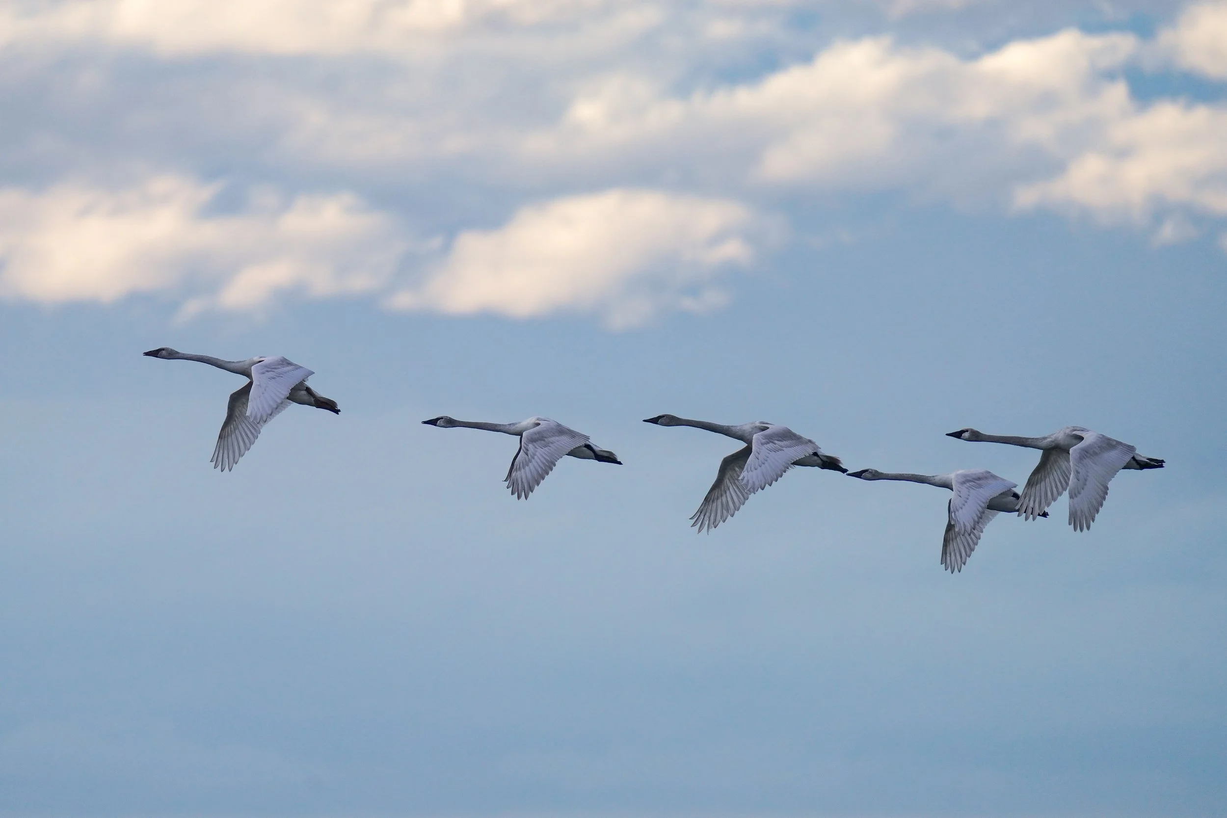 Trumpeter Swans