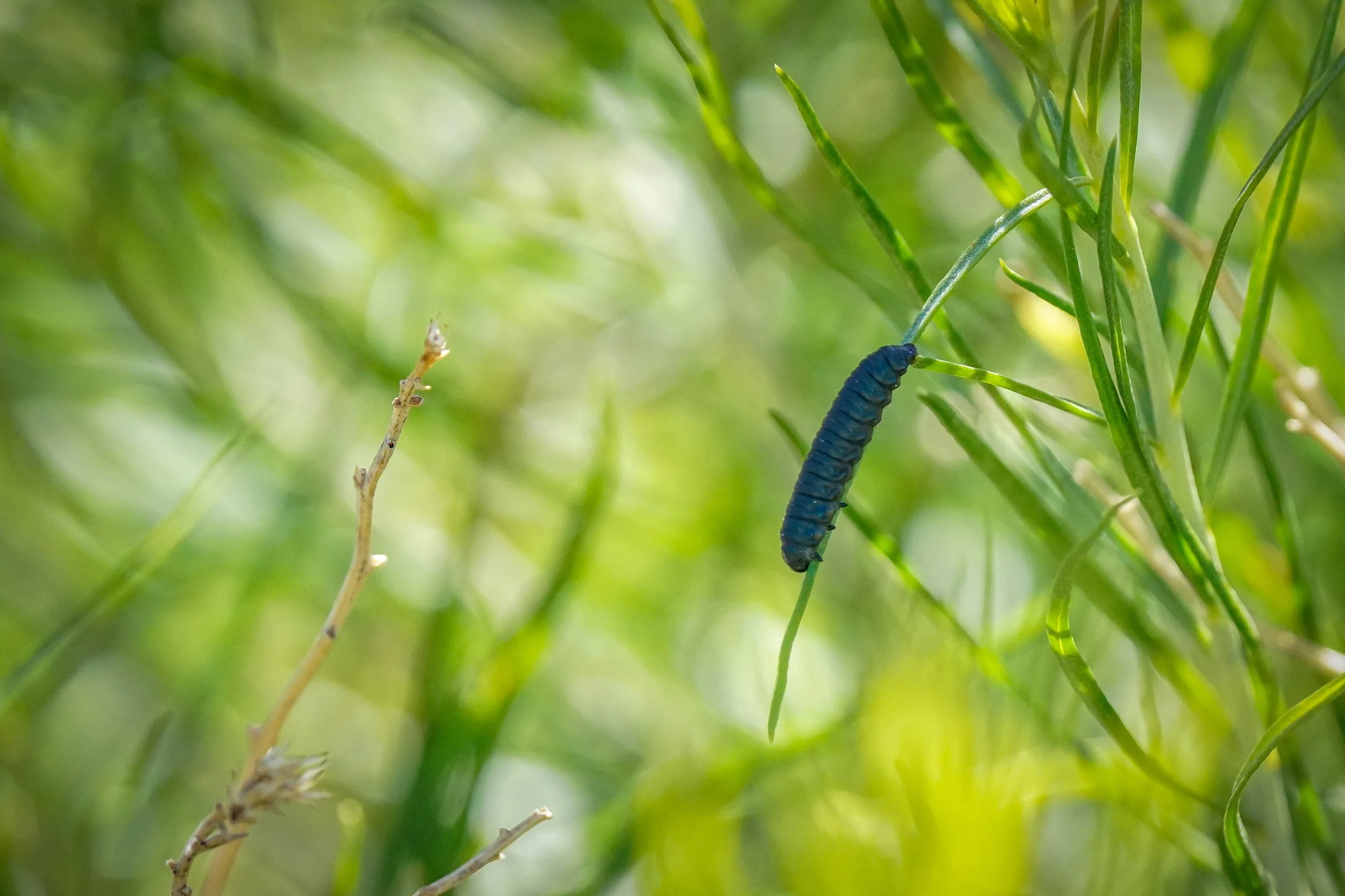 Beetle larva