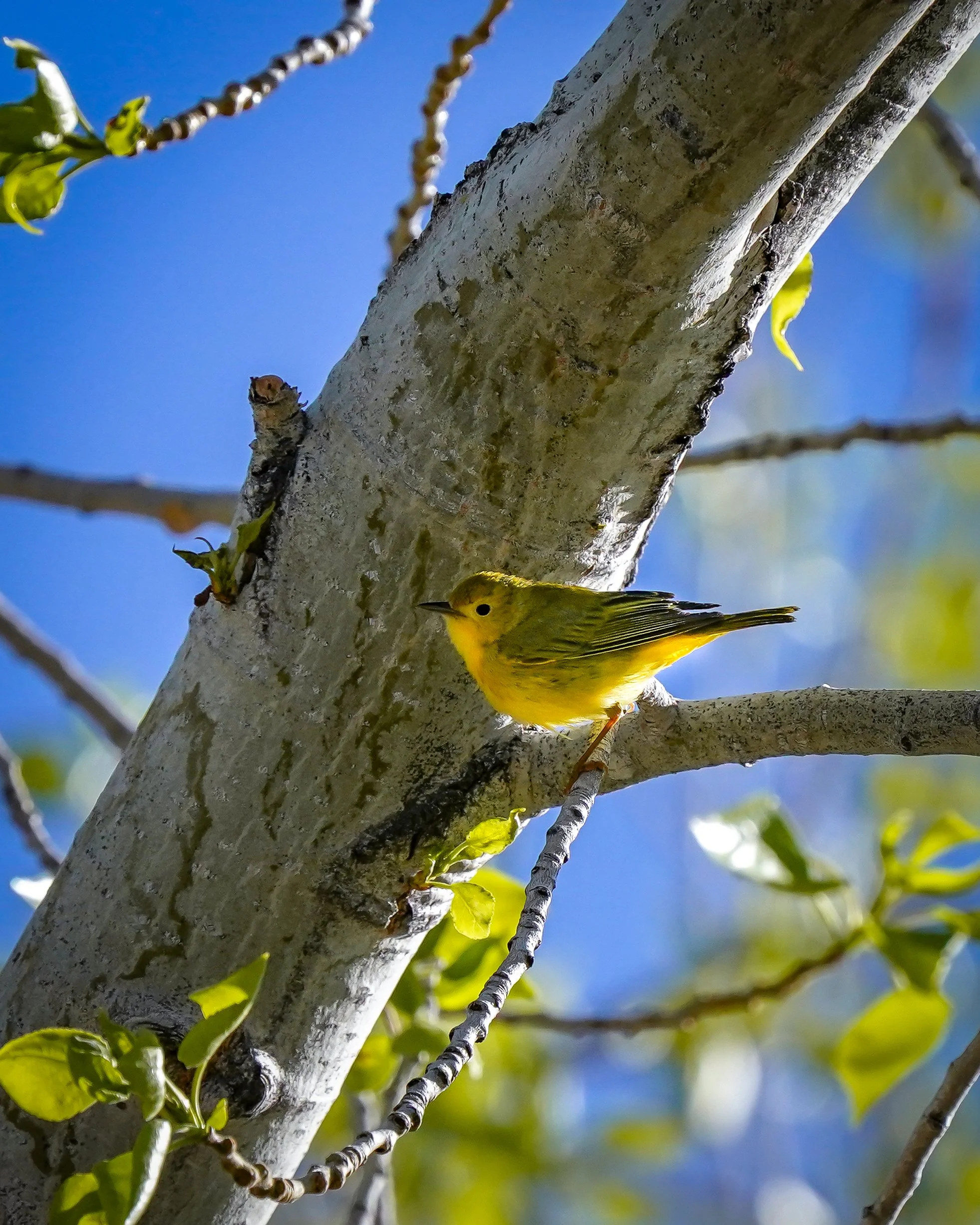 Yellow warbler