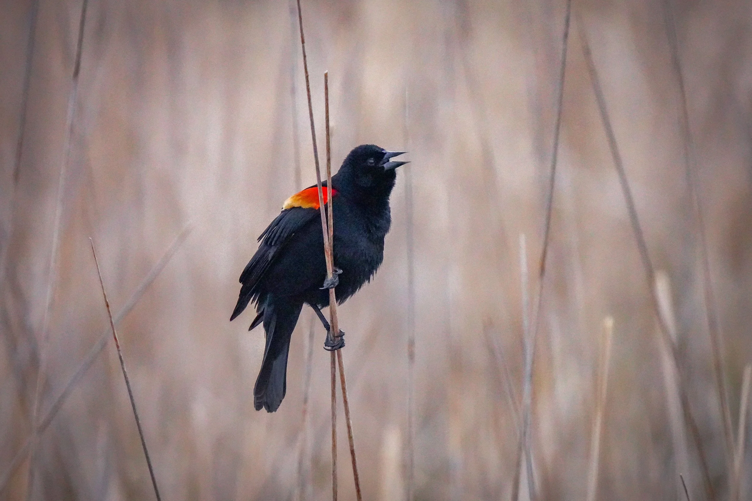 Red-winged Blackbird