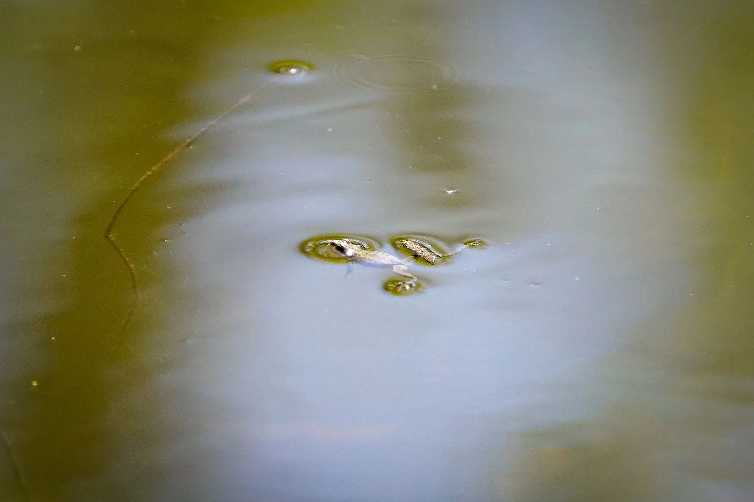 Chorus Frog (took forever to find him in the water - they are TINY)