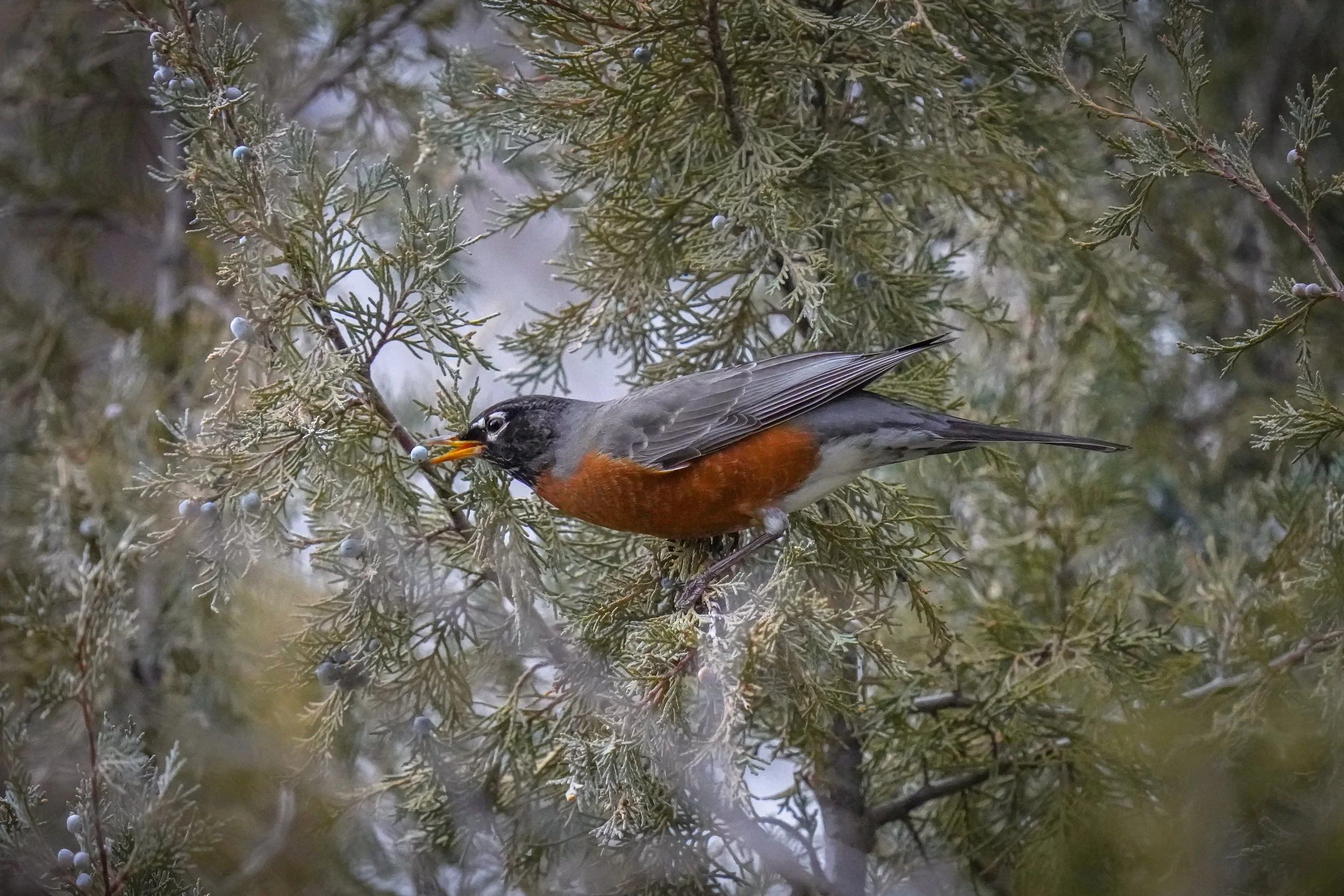 American Robin