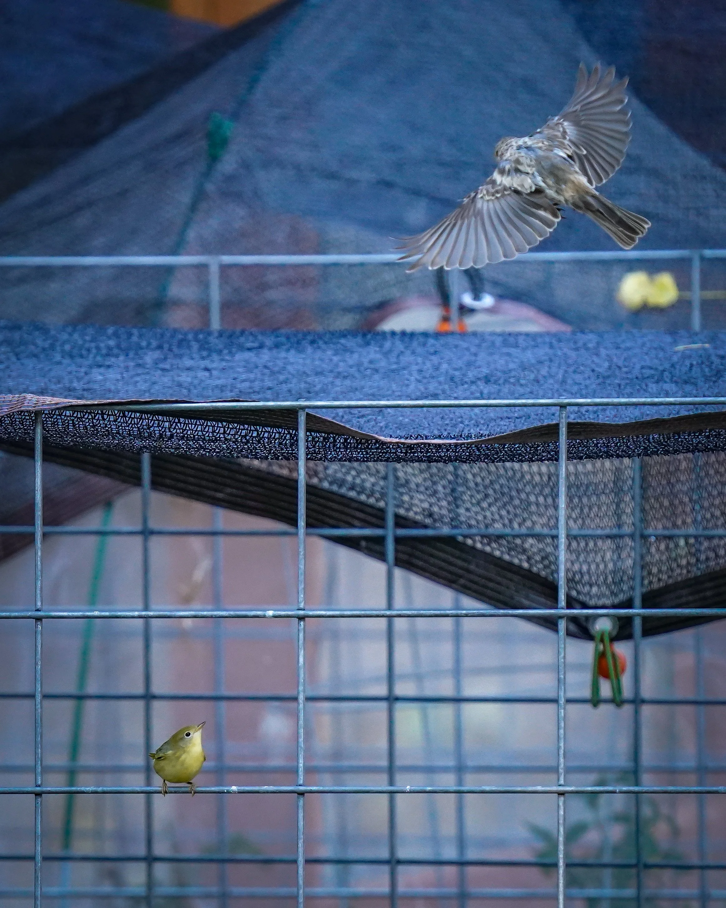 The House Finch wanted to check out the visitor, too!