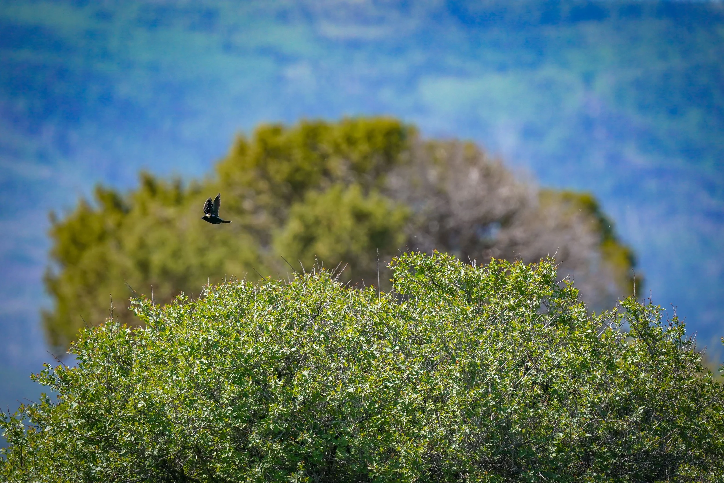 Bobolink!