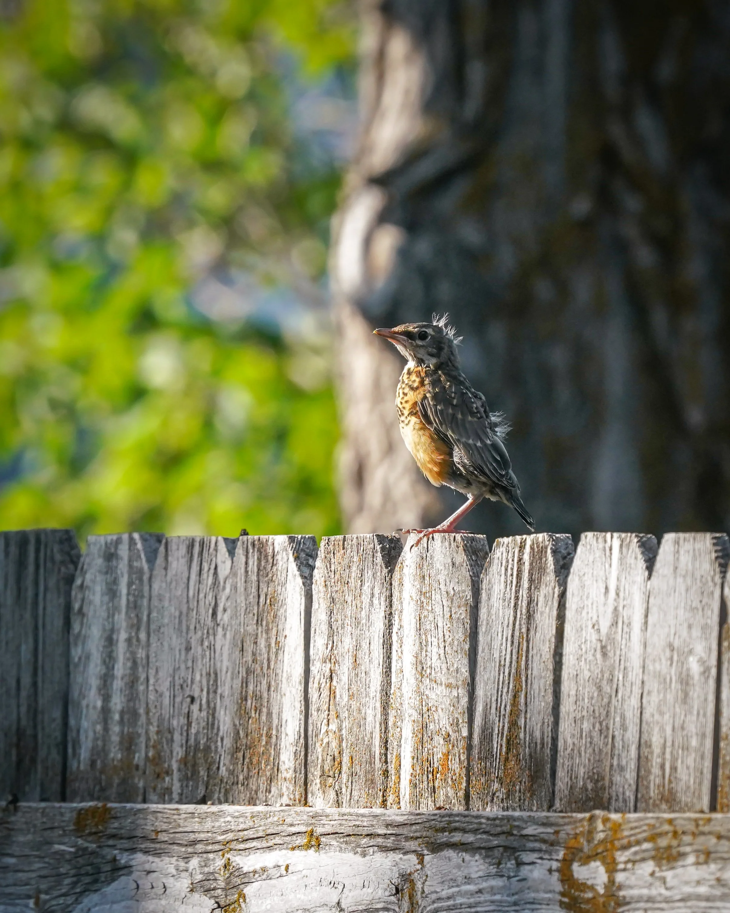 Fledging day for our American Robins - they have attempted 5 nests, and this one finally worked