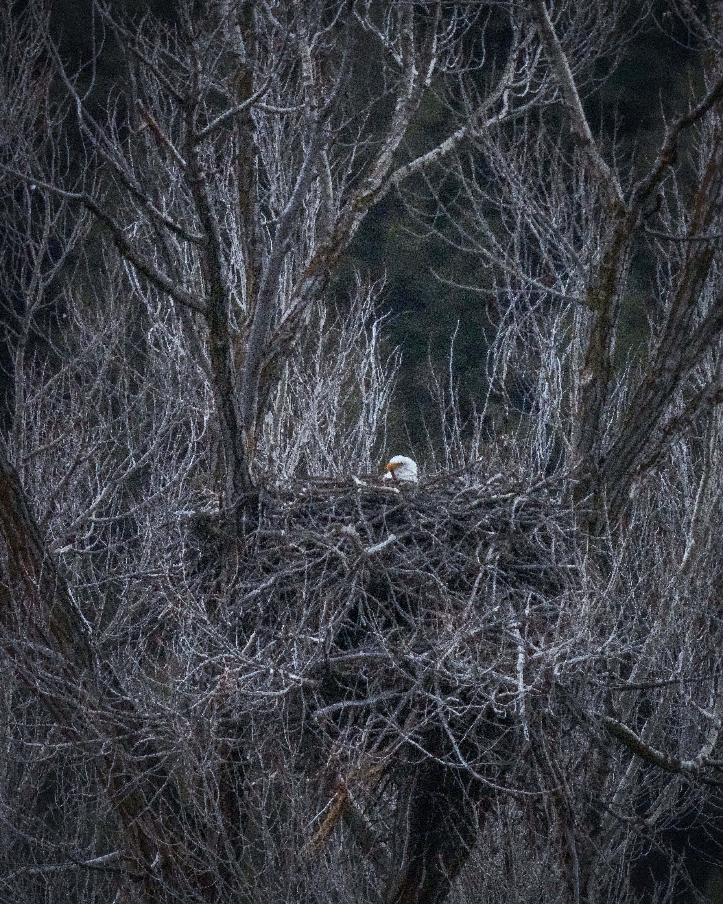 Active Bald Eagle nest along the Snake River