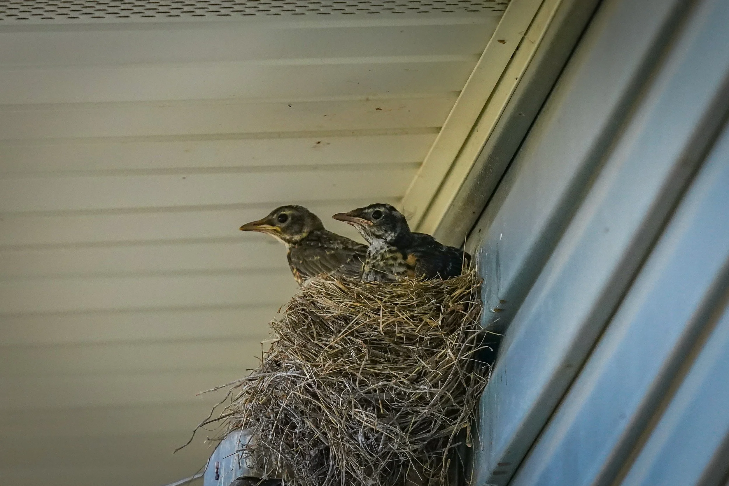 Thinking about joining their sibling that already jumped
