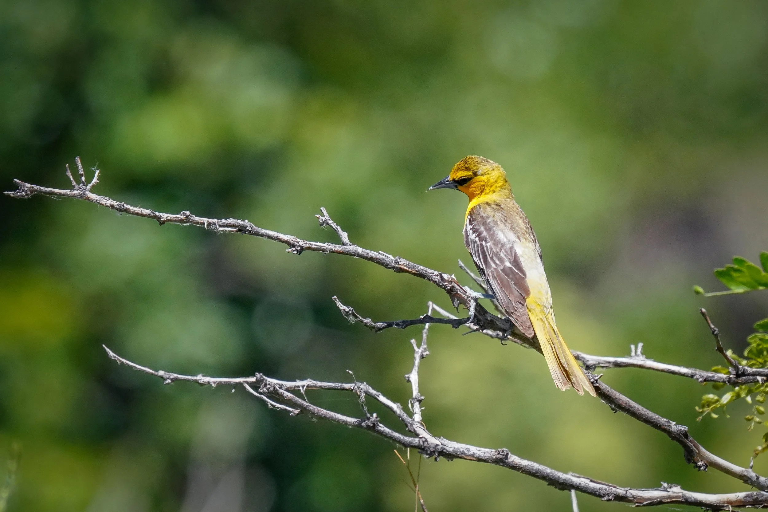 Female Bullock's Oriole