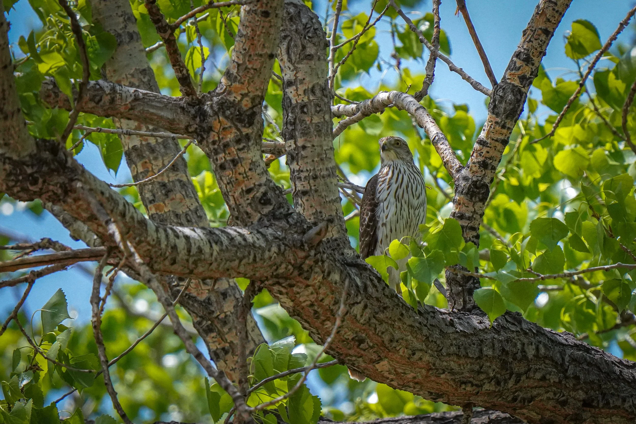 Cooper's Hawk