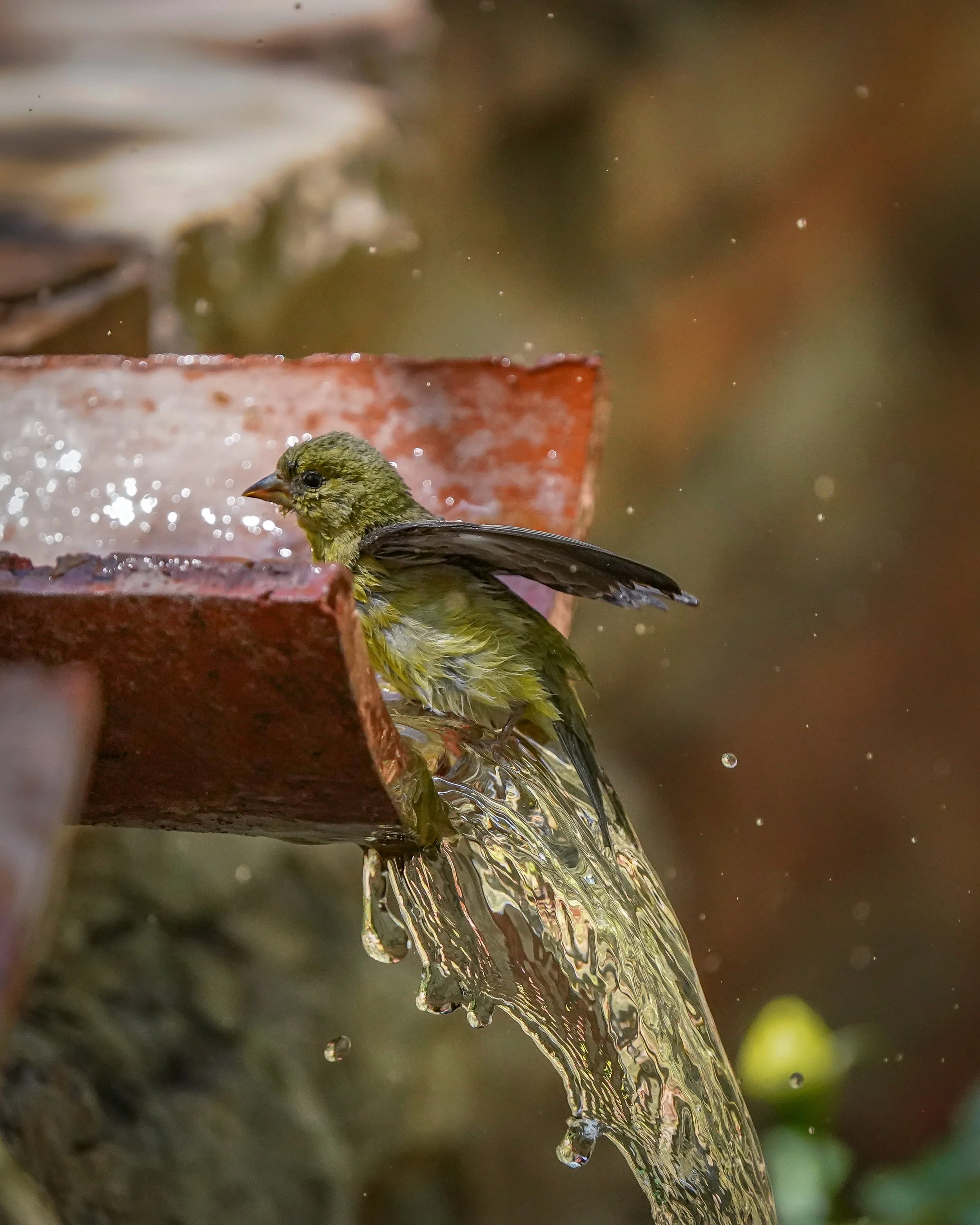 Lesser goldfinch