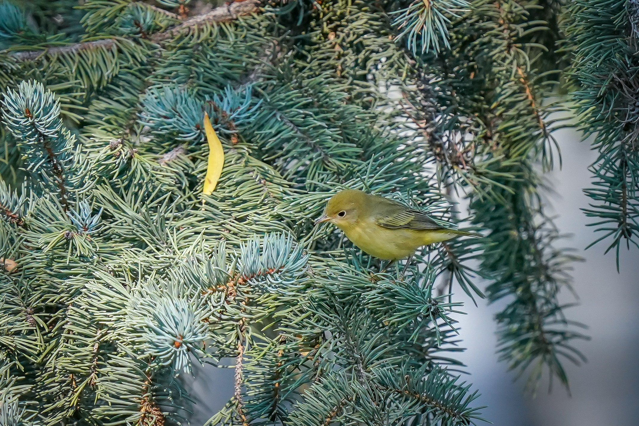 A sweet Northern Yellow Warbler visiting our yard