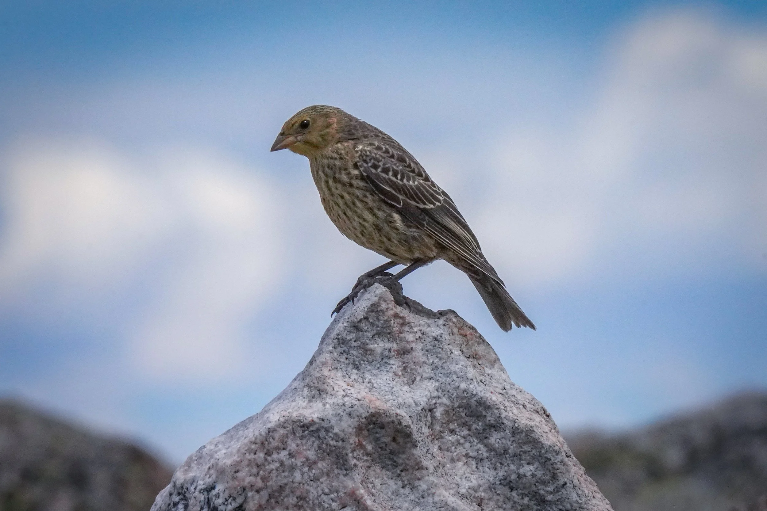 Brown-headed Cowbird @ 12,000ft.  Totally surprised!