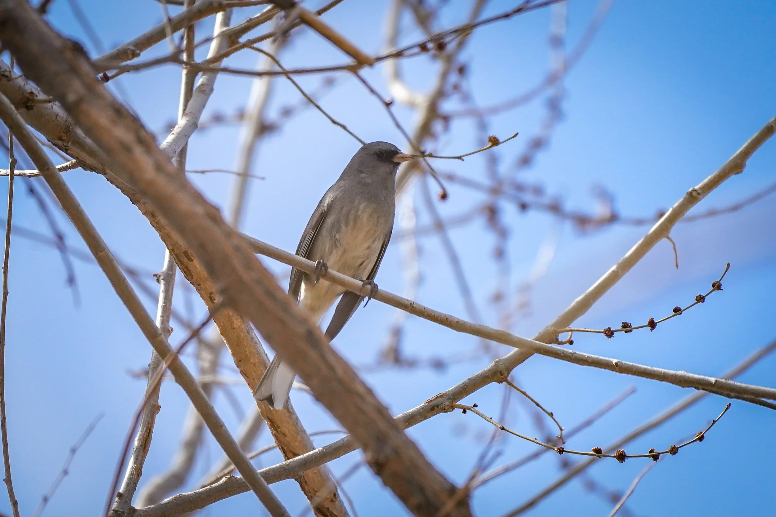 Dark-eyed Junco