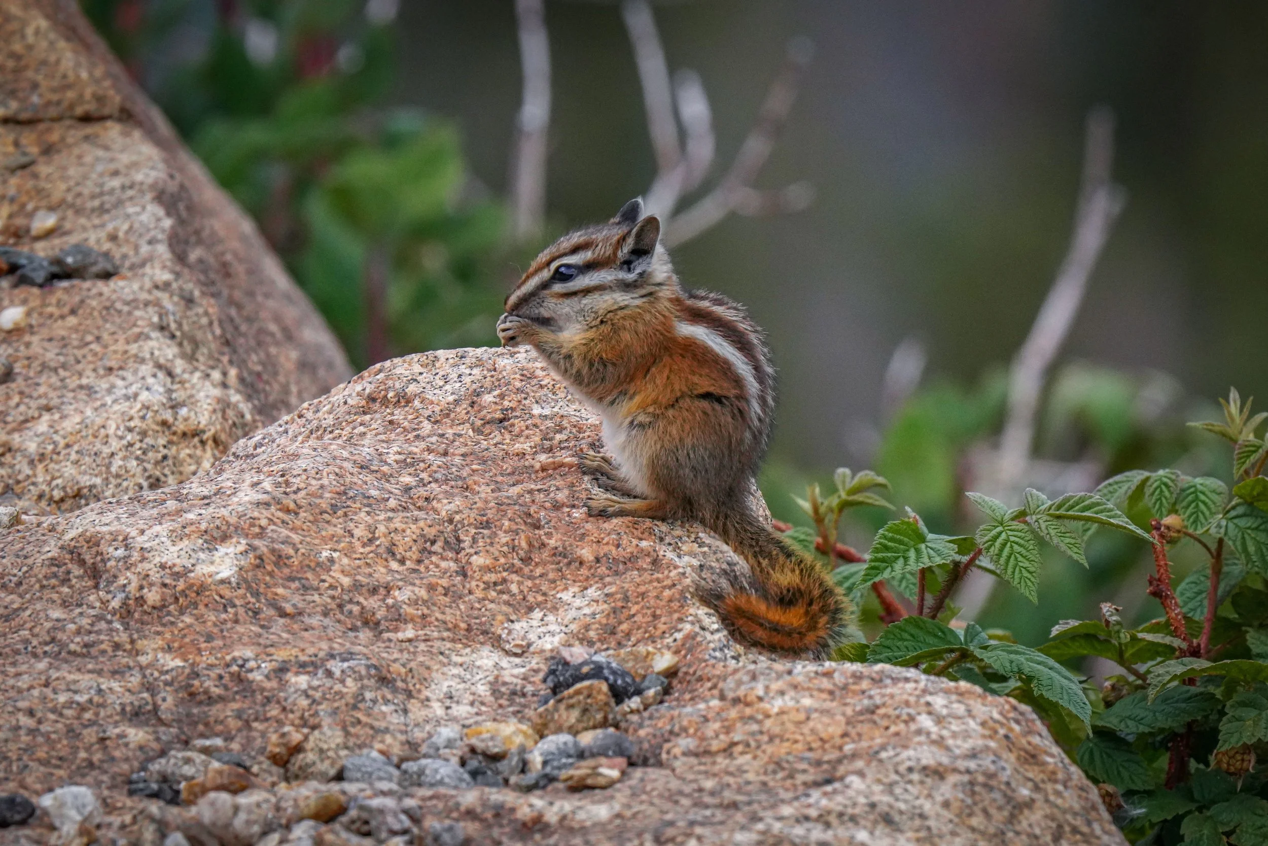 Least Chipmunk