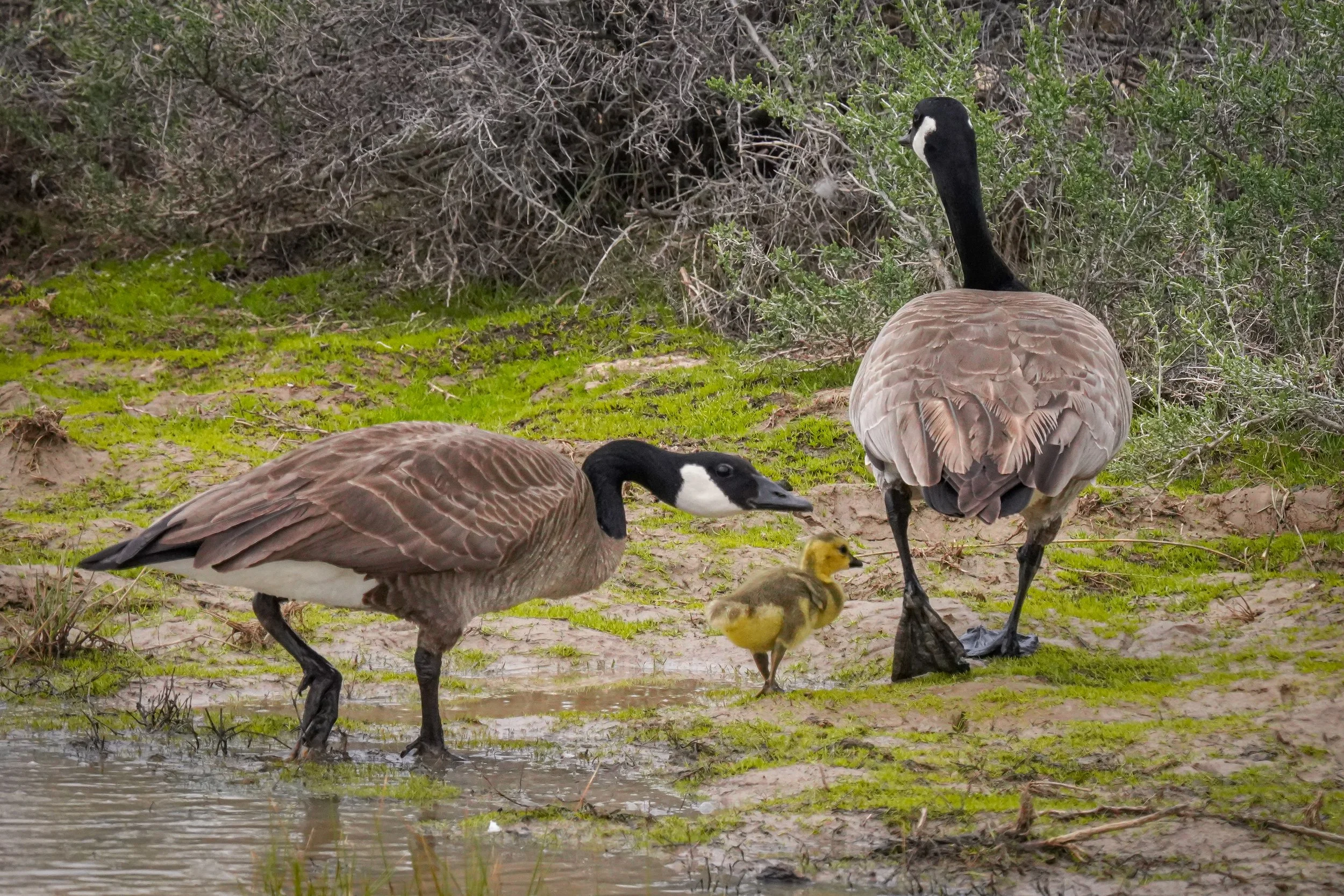 Canada Goose family