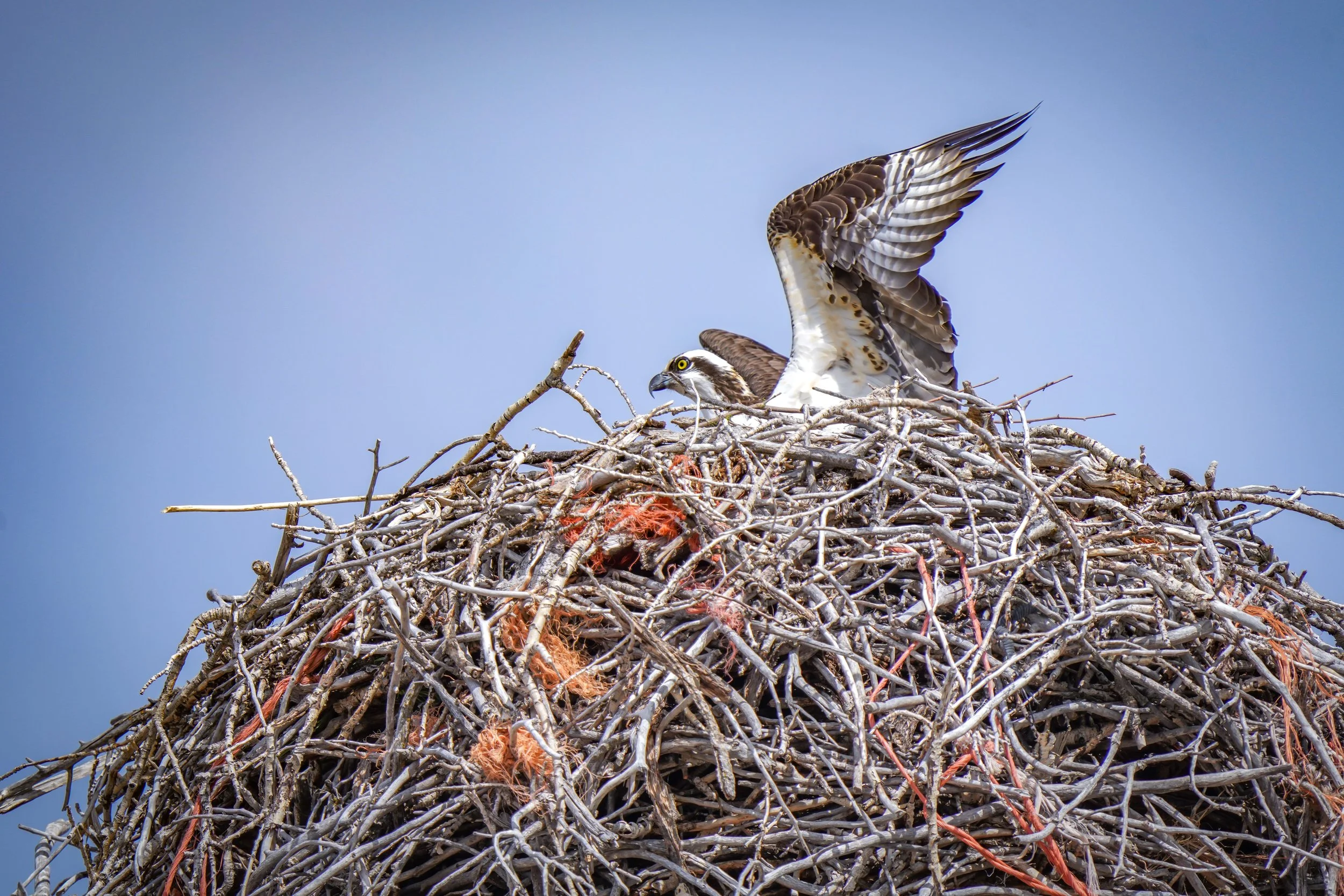 The House Sparrows were also making a home in this nest
