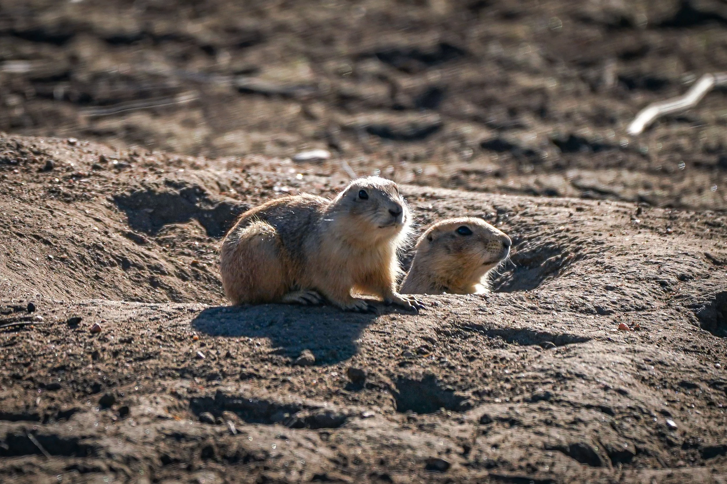 Baby Prairie Dogs
