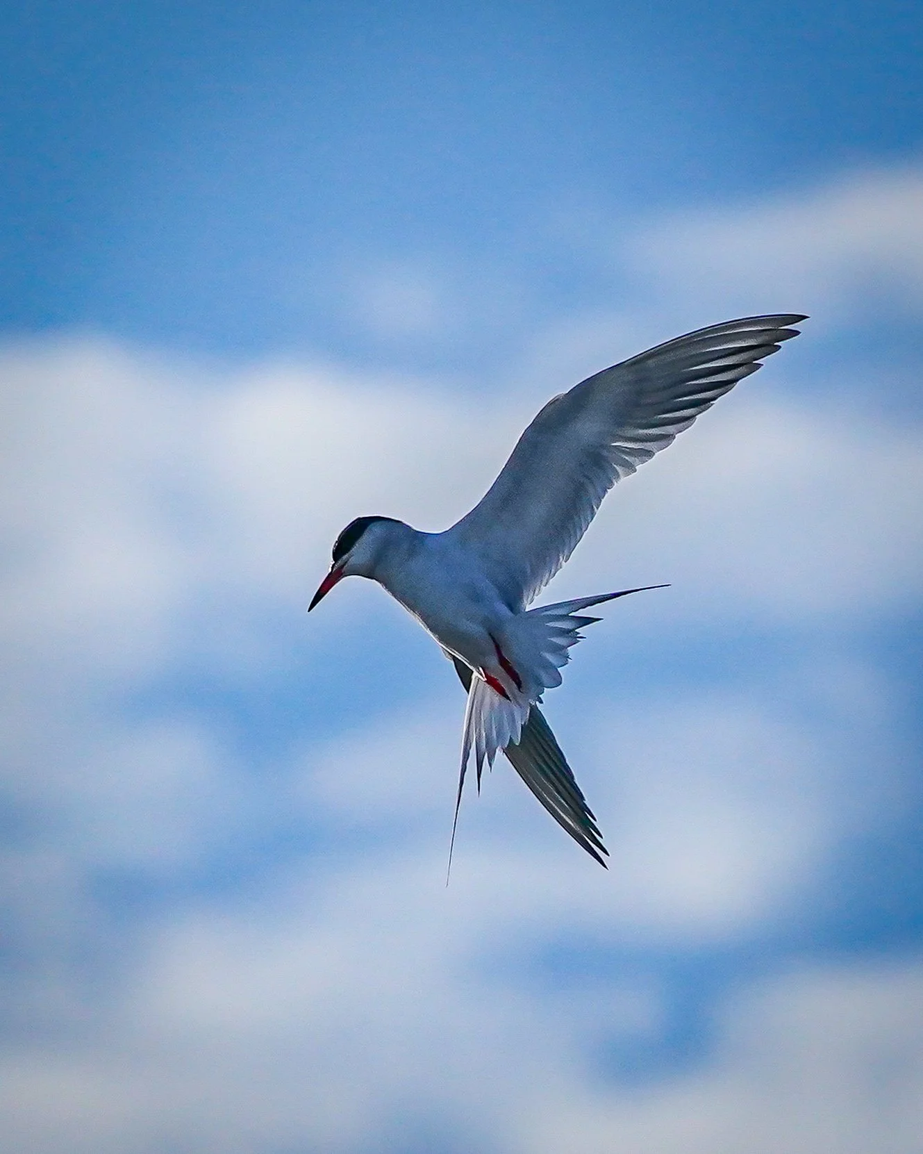 Forster's Tern