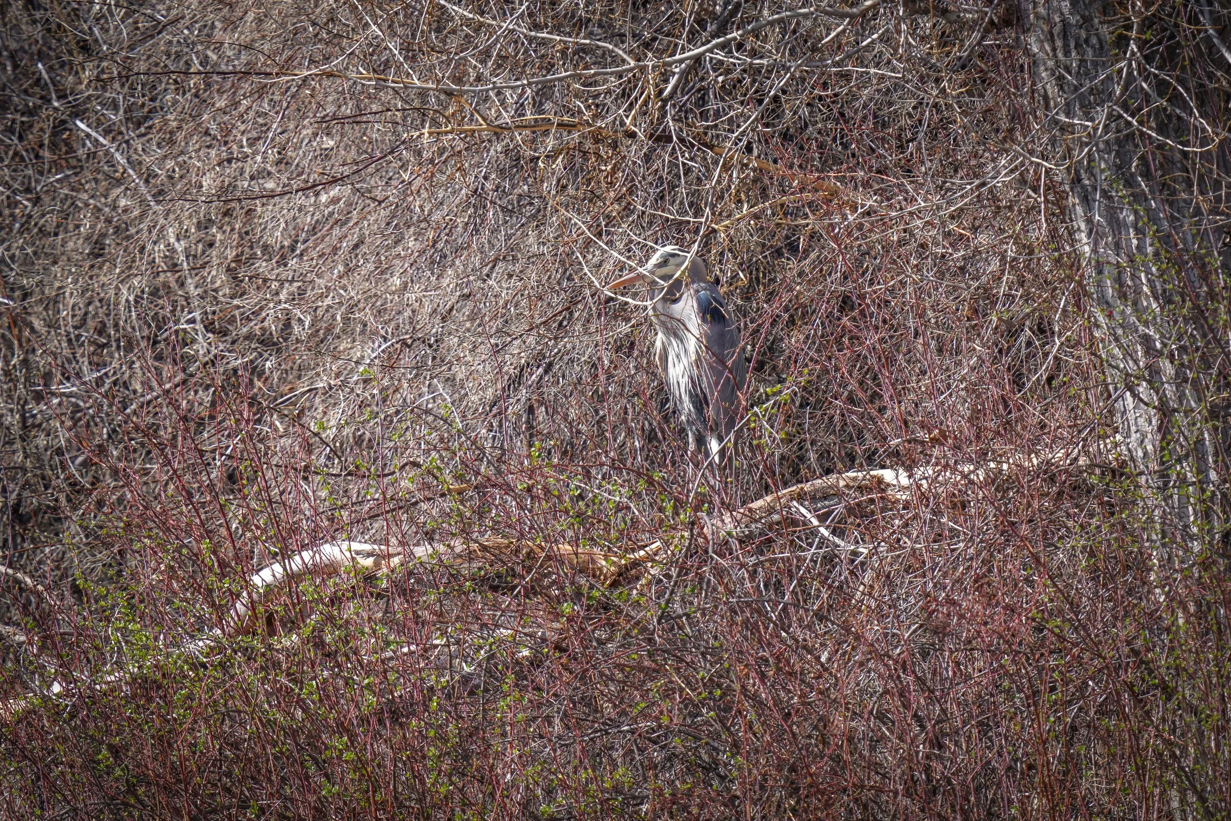 Camoflauged Great Blue Heron 