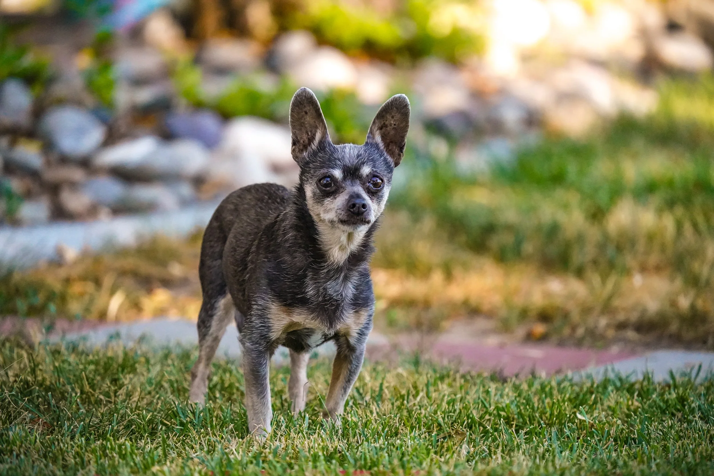 Daisy dog