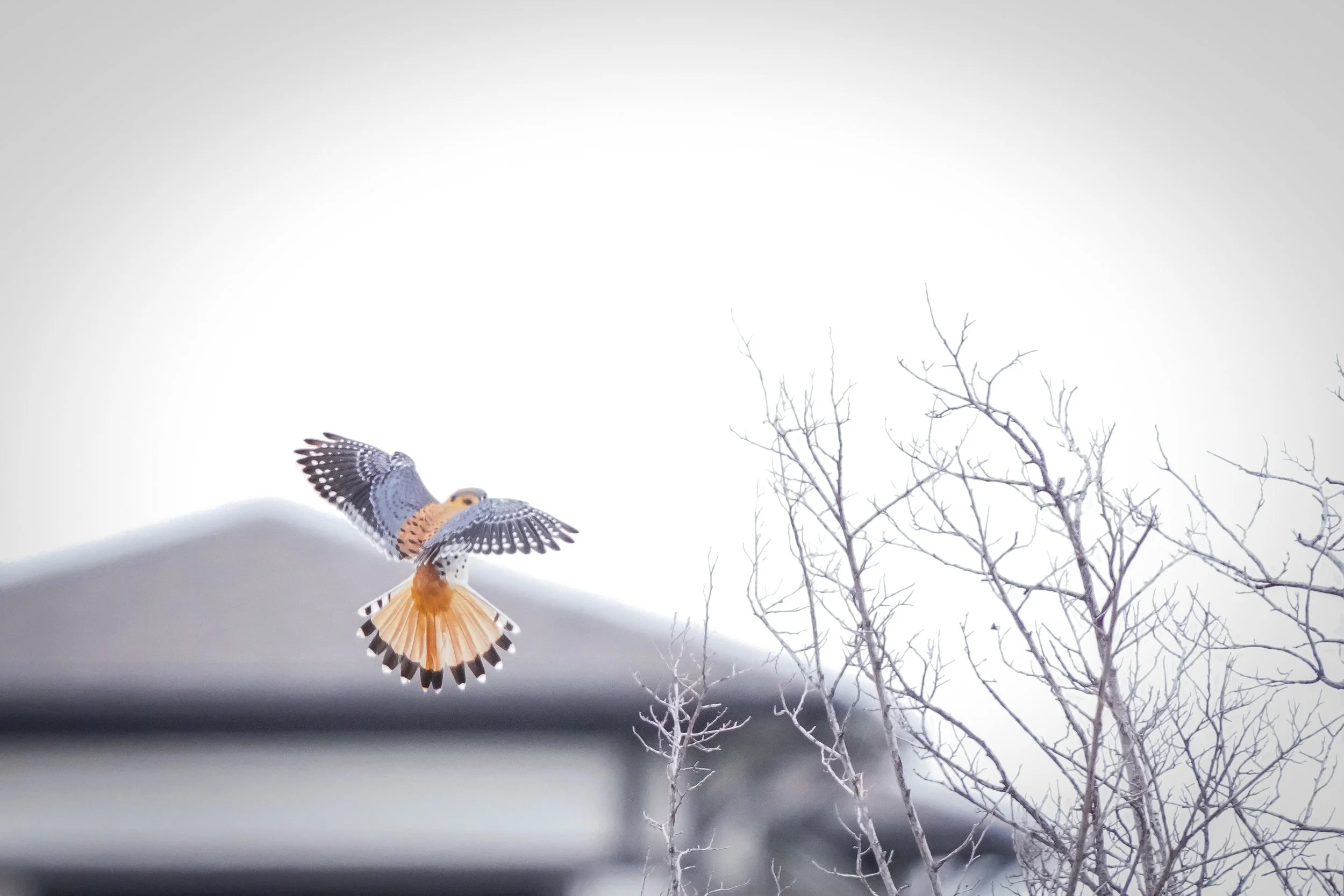 American Kestrel