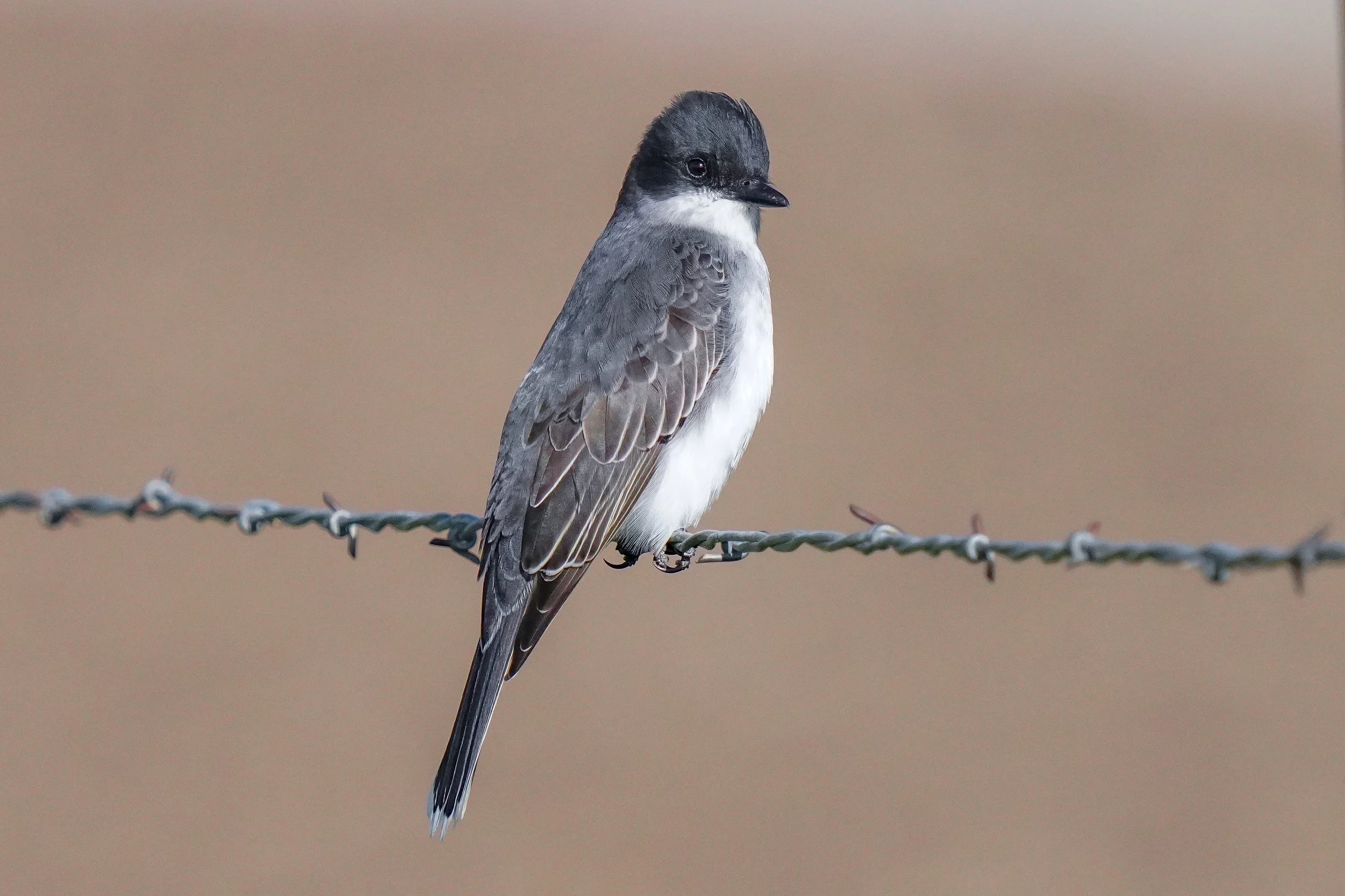 Eastern Kingbird