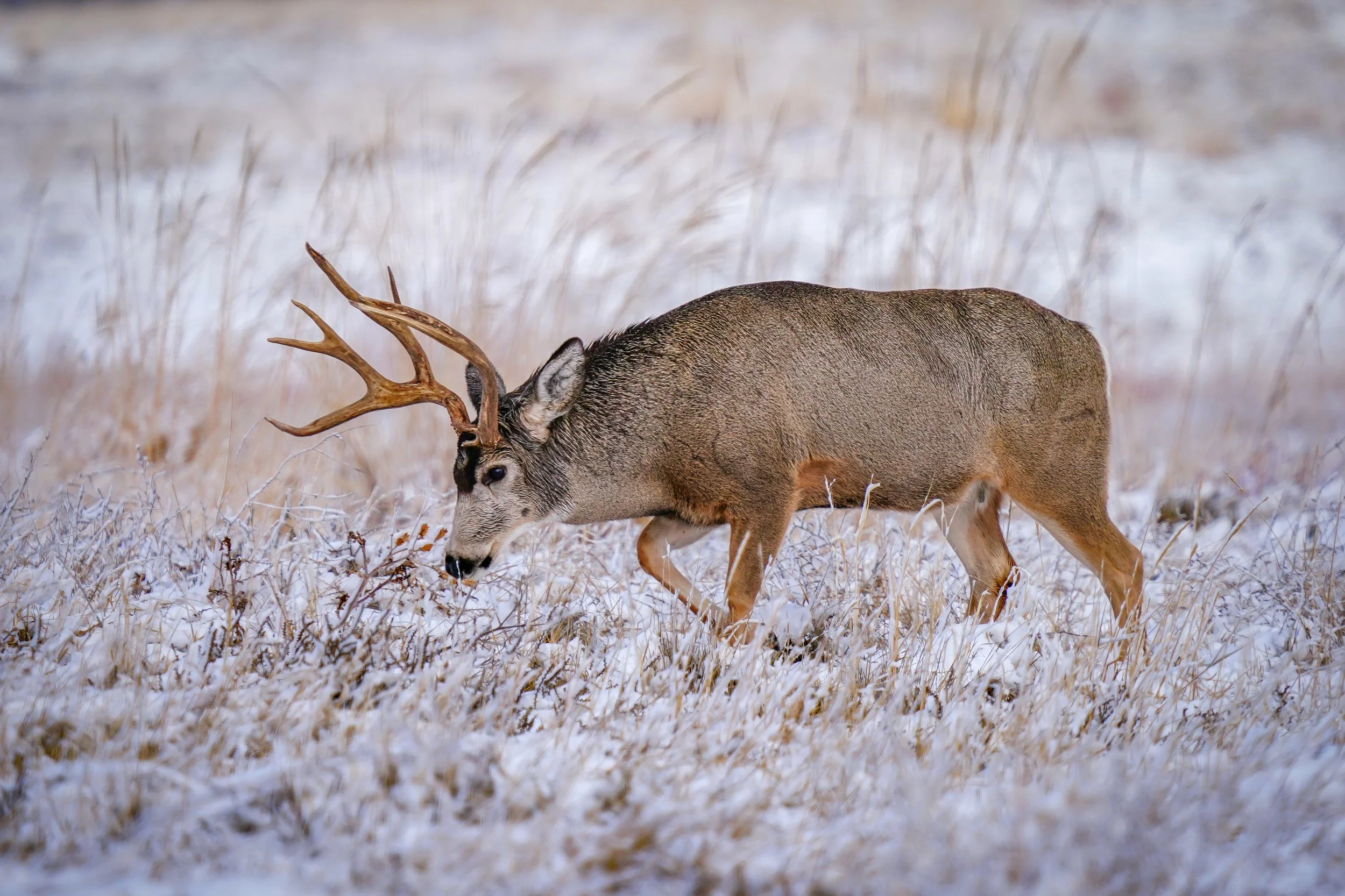 Nice Mule Deer buck in the snow