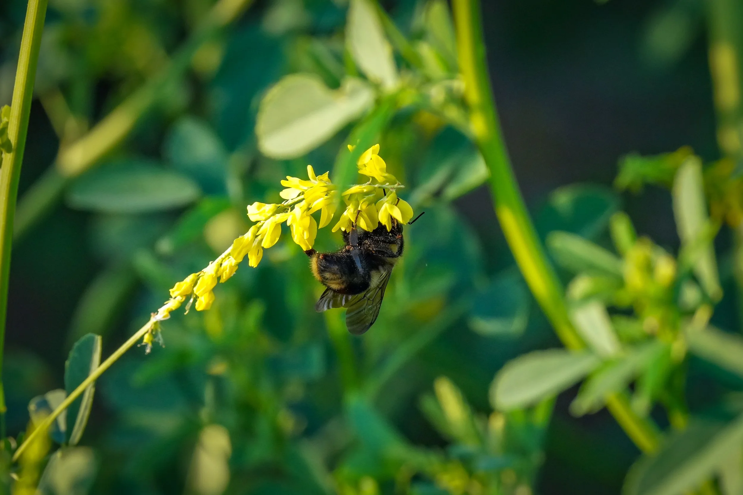 Bumble Bee
