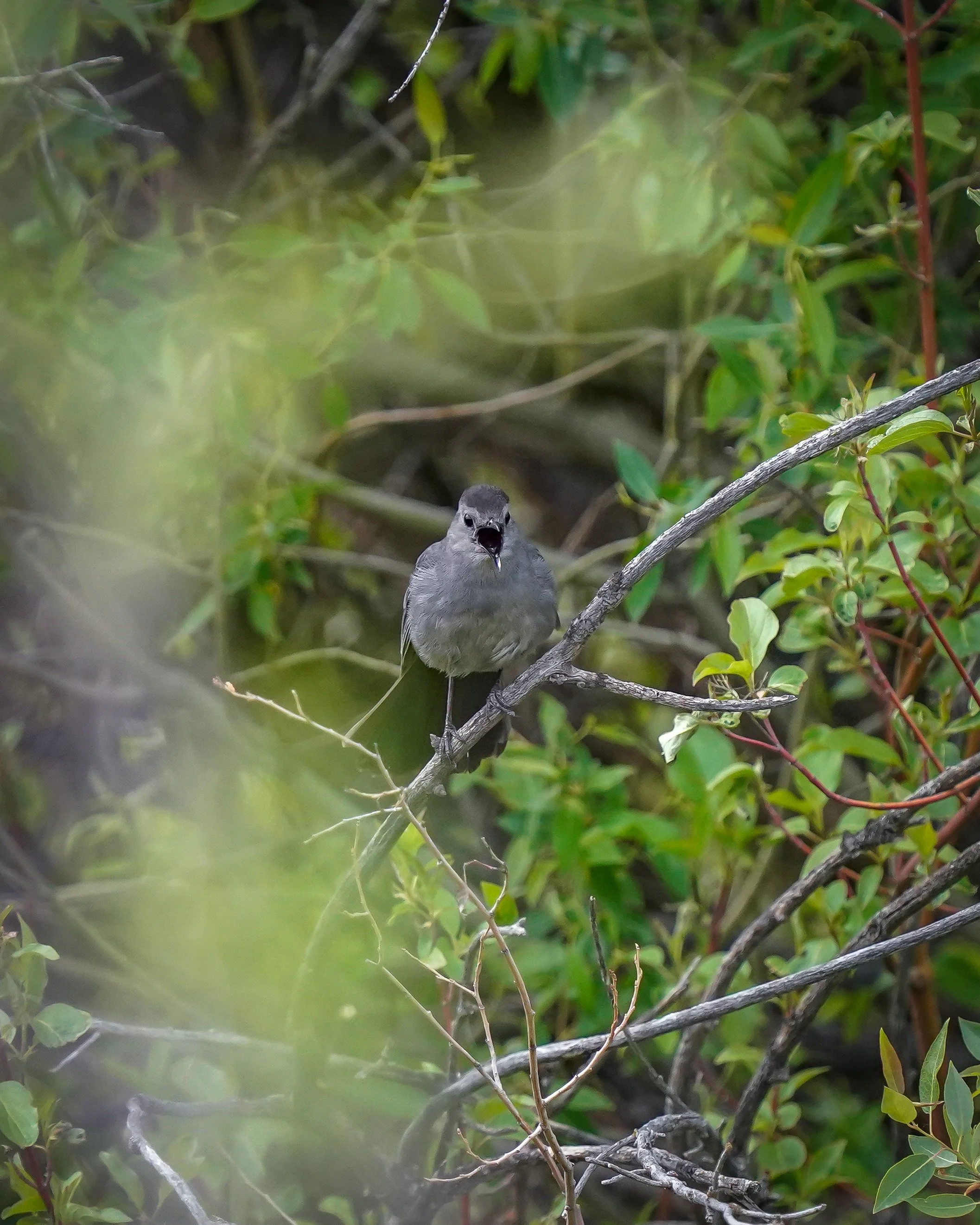 Gray Catbird voicing his opinion!