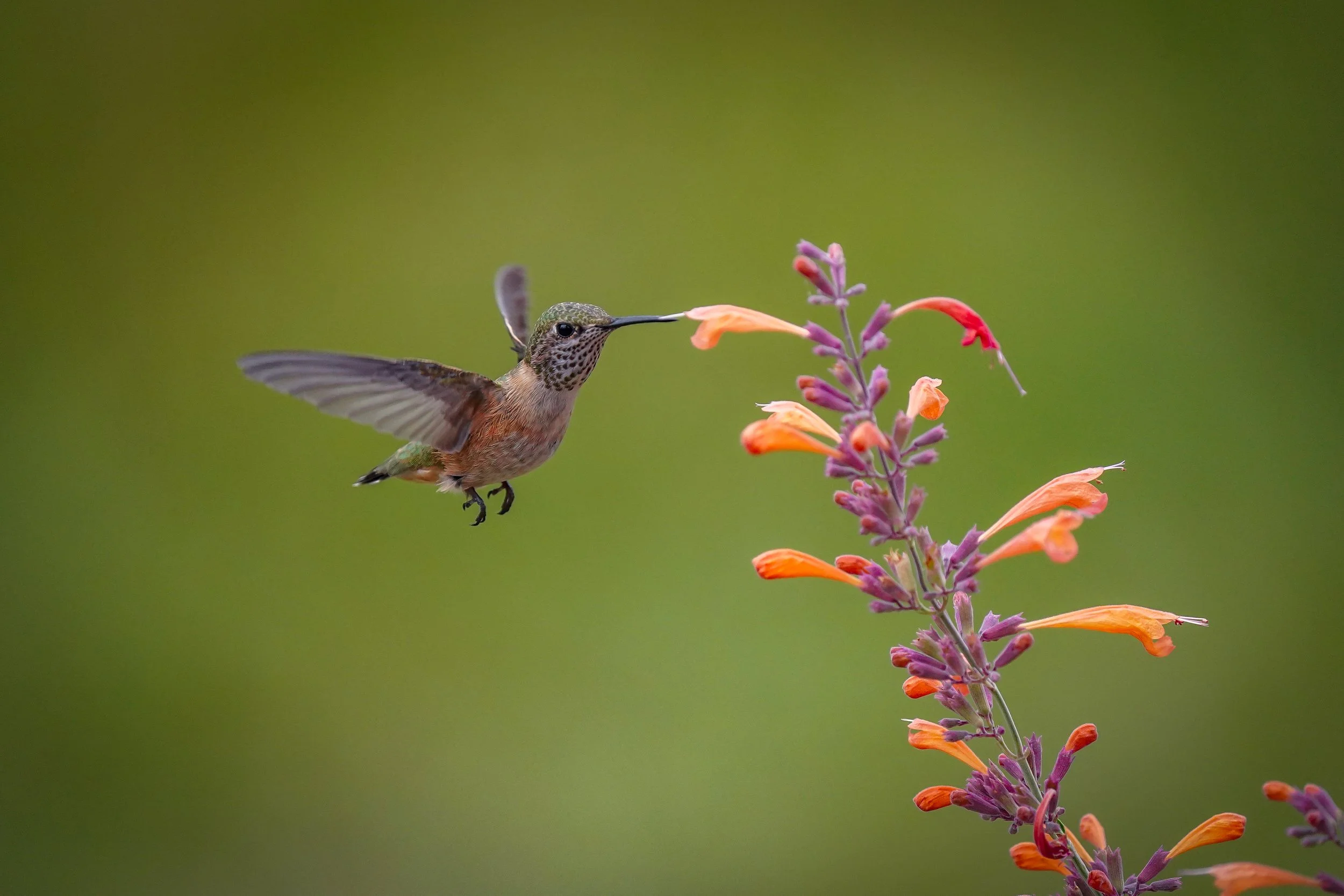 Hummingbirds!