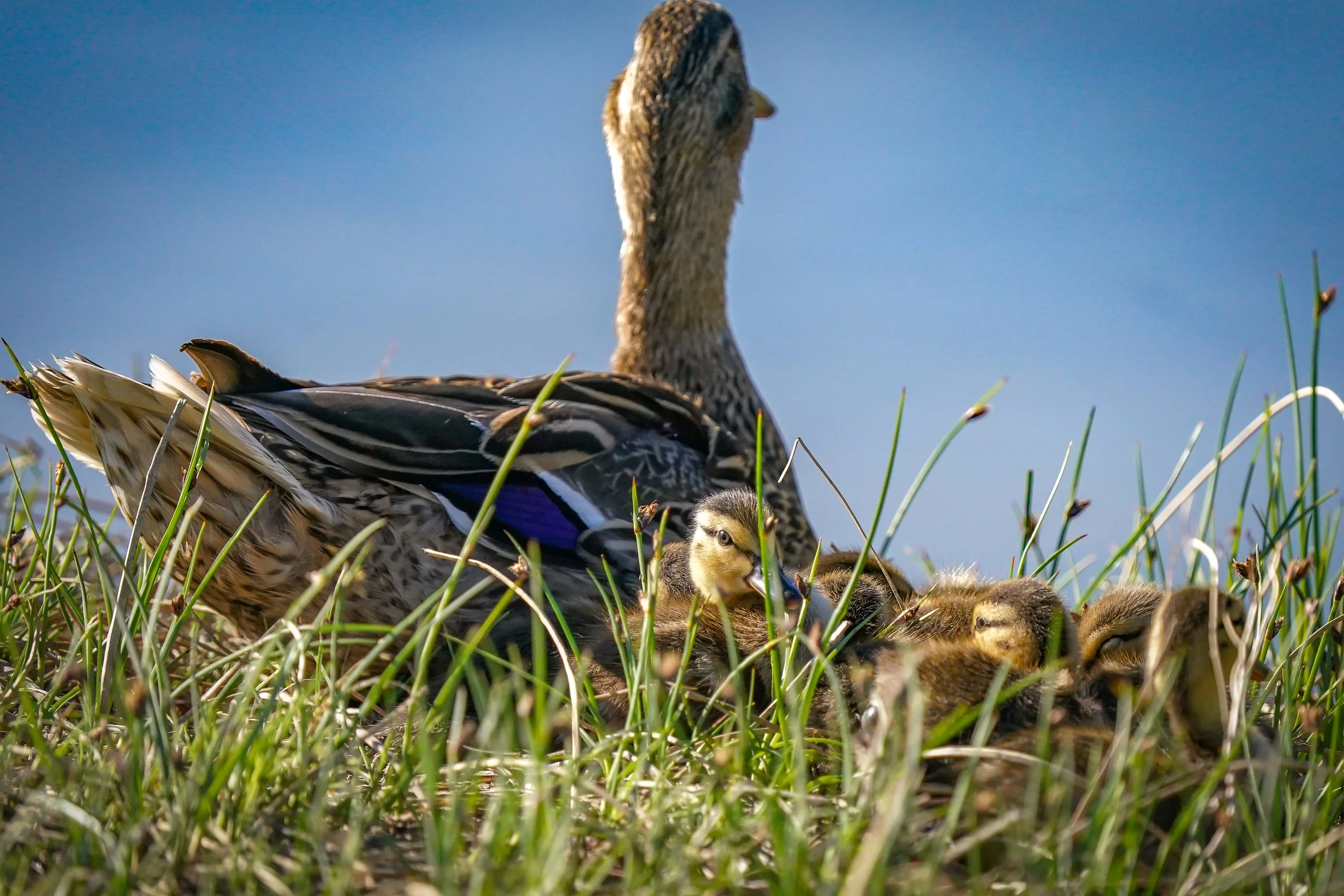 Mallard with ducklings