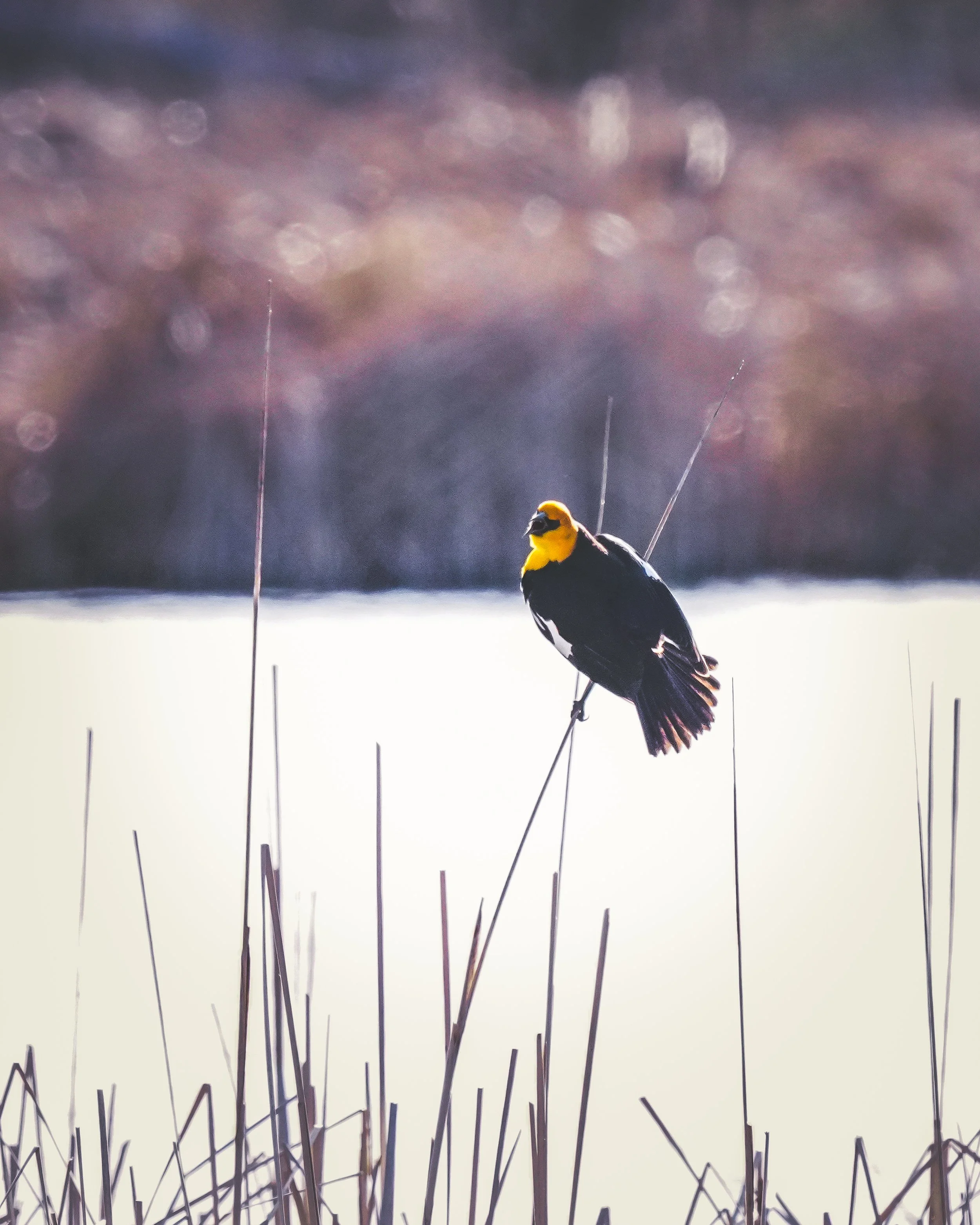 Male Yellow-Headed Blackbird