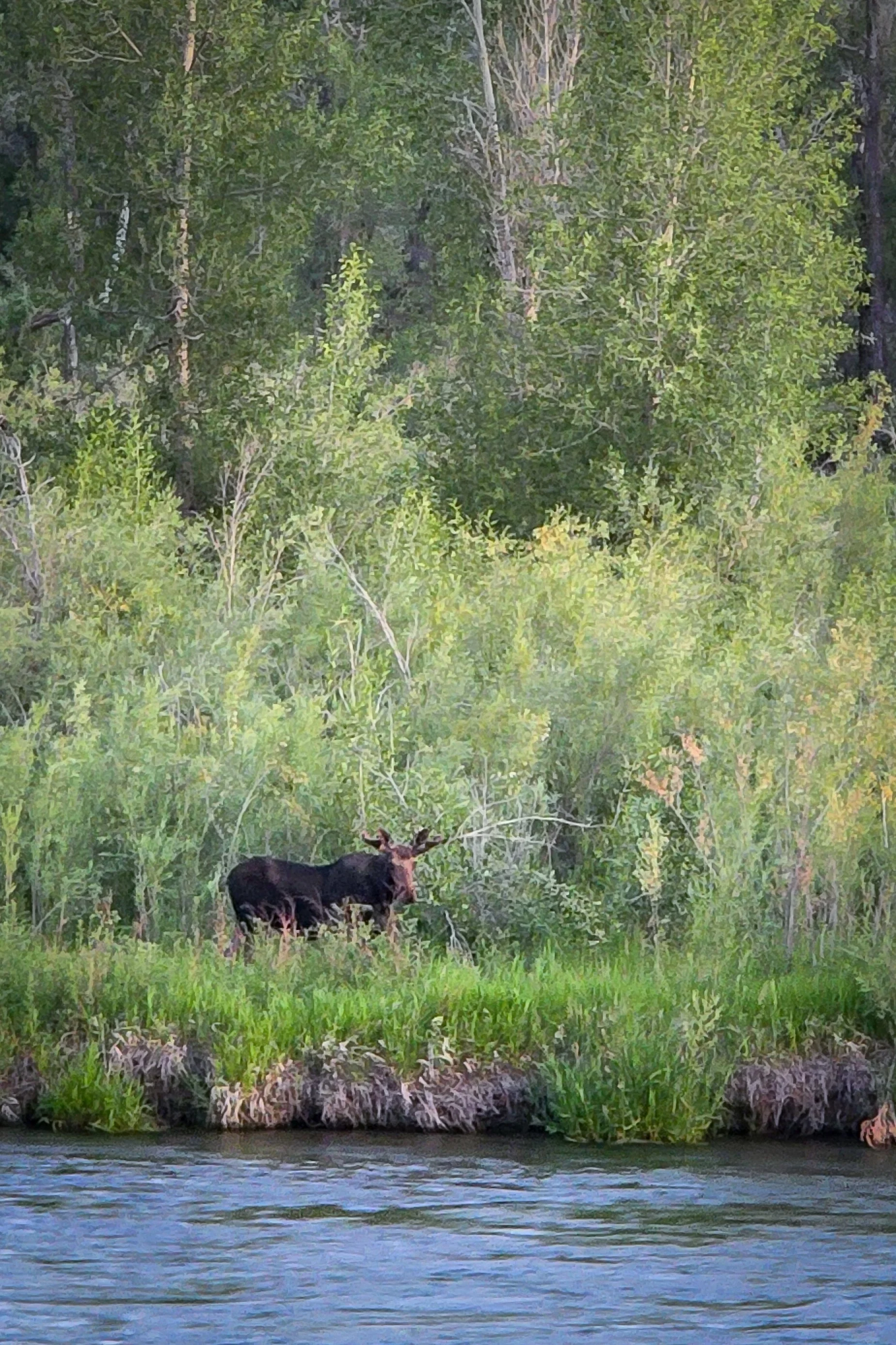 A nice moose along the Snake River near Heise (sadly this is now where a wildfire is burning as of 7/31/2026)
