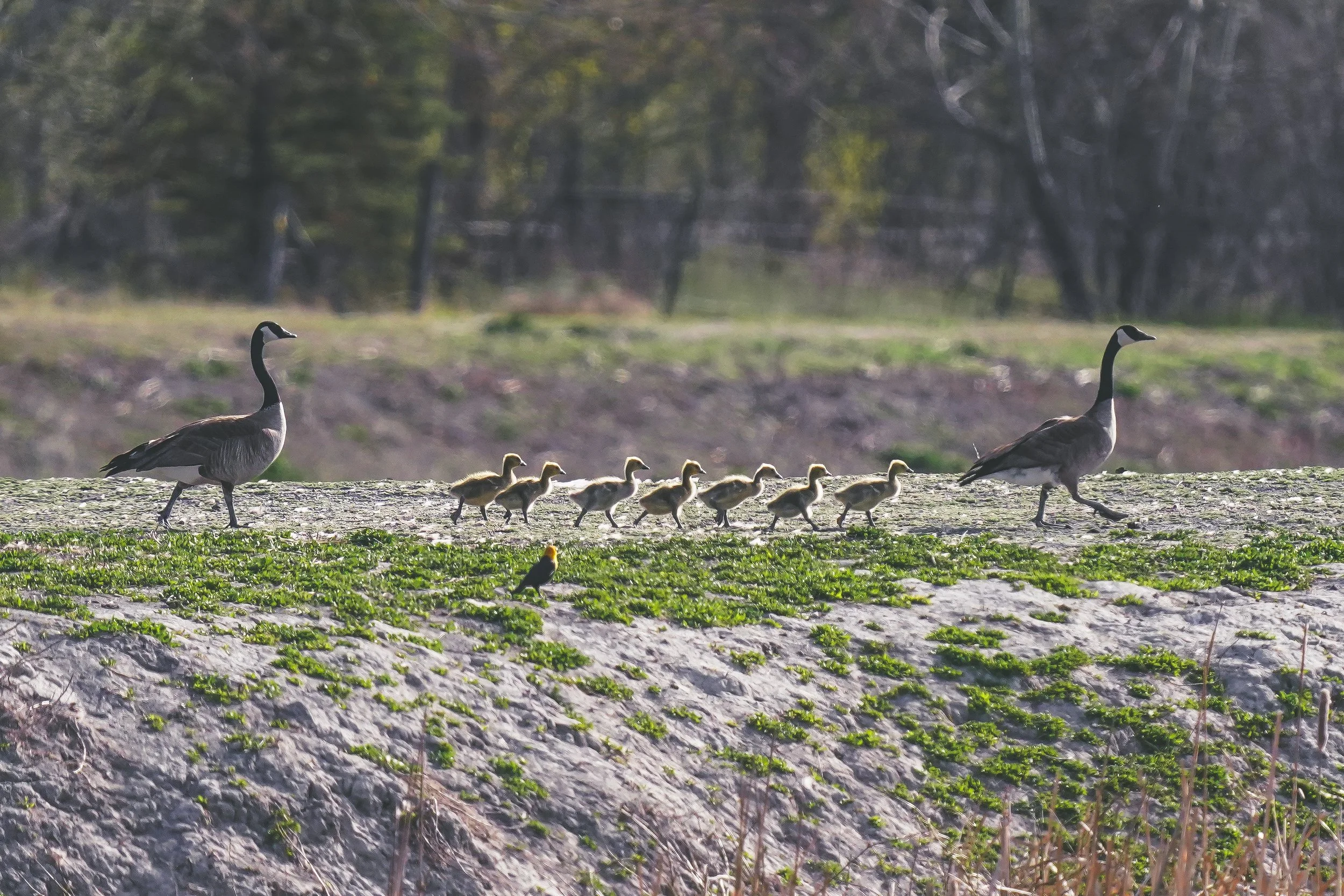 Canada Goose family
