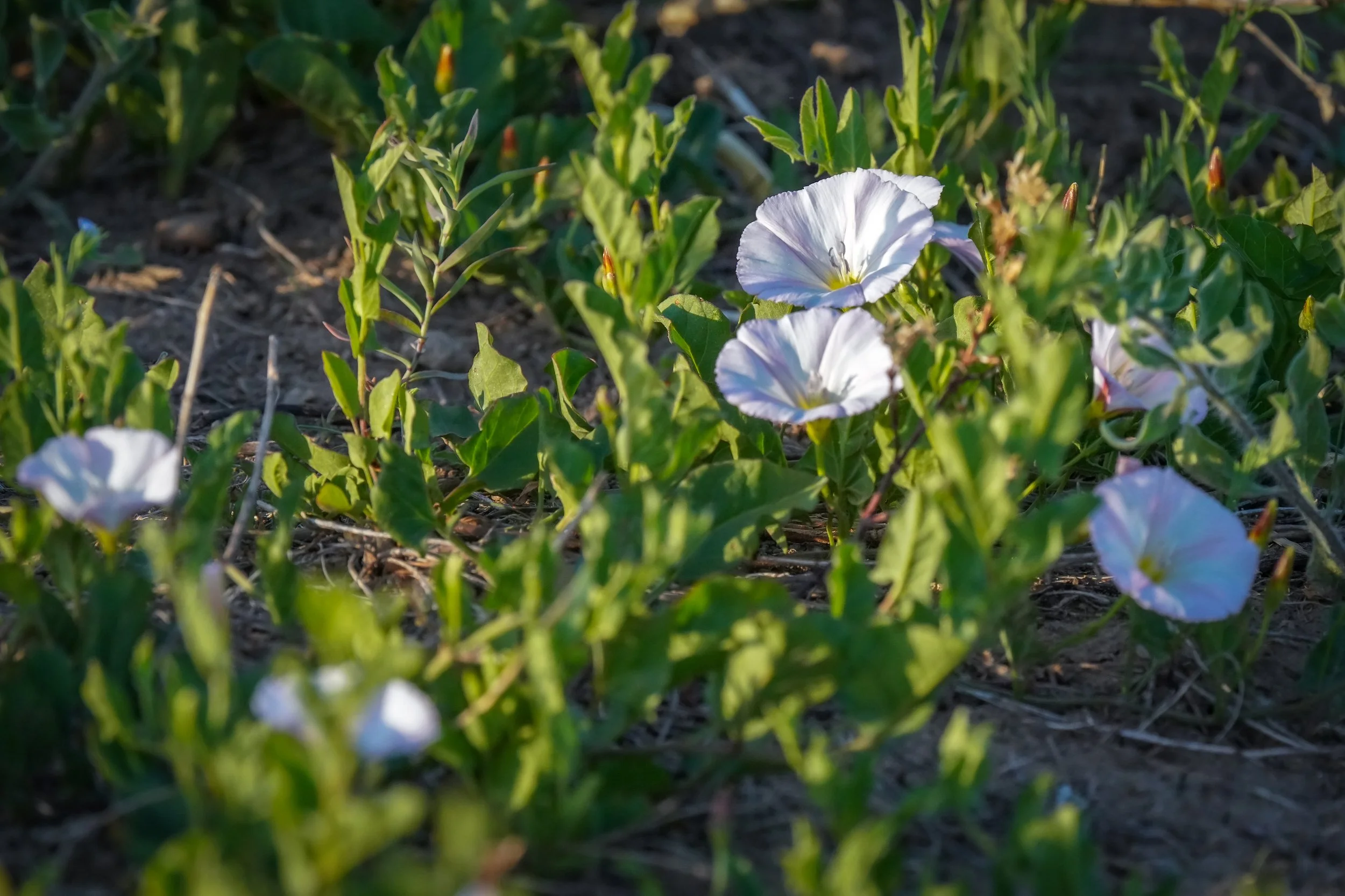 Golden Hour Flowers