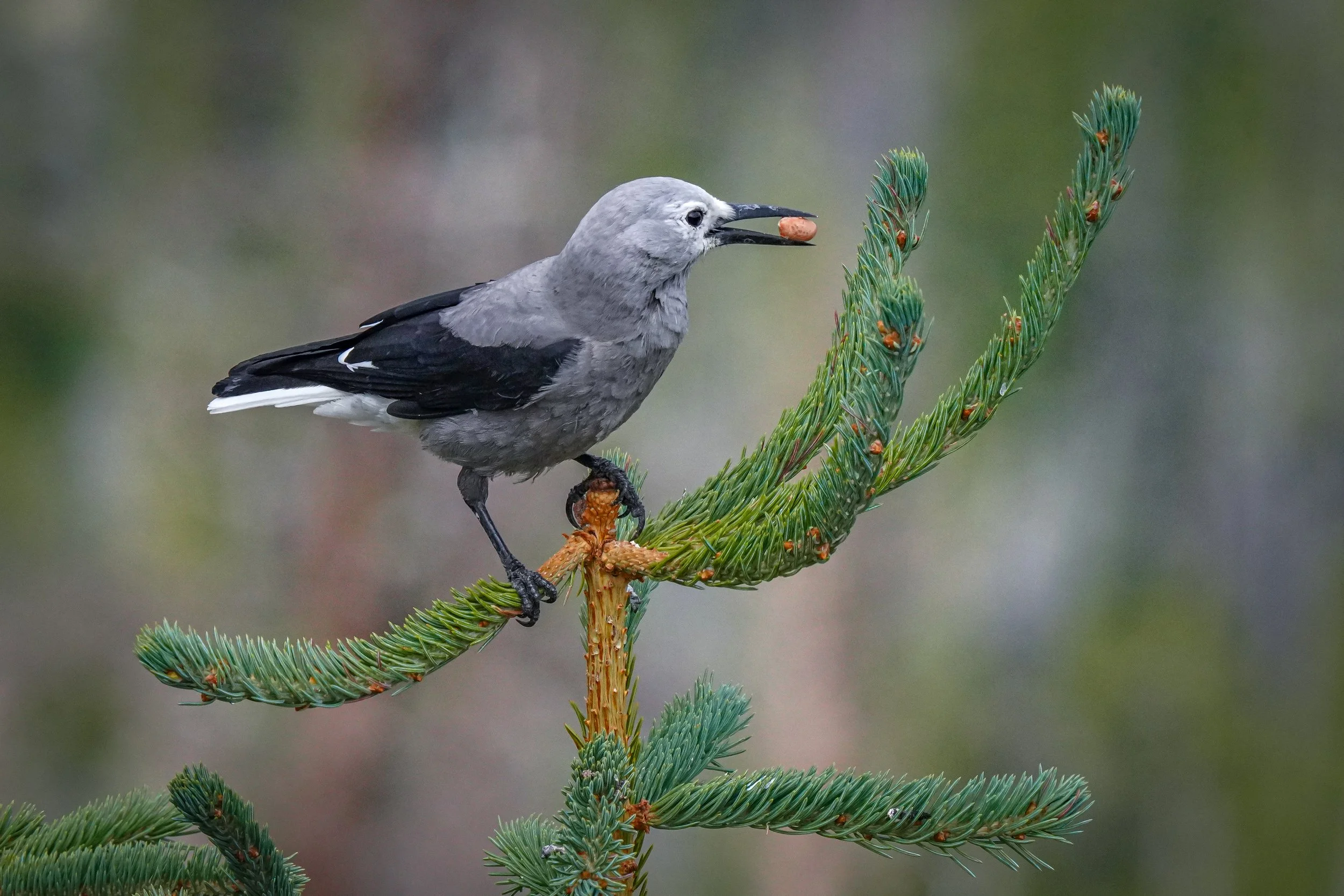 Clark's Nutcracker (unfortunately, people were throwing food out to the animals)