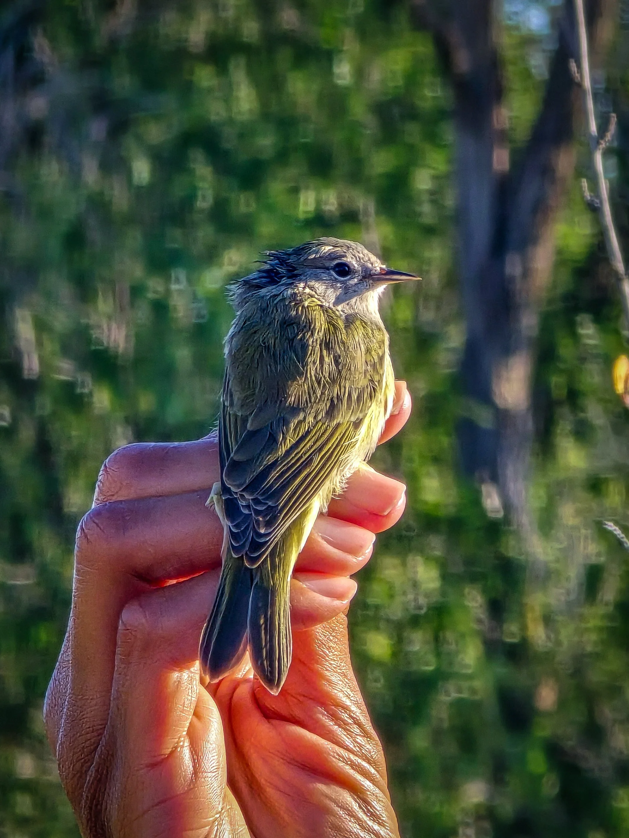 Orange-crowned Warbler