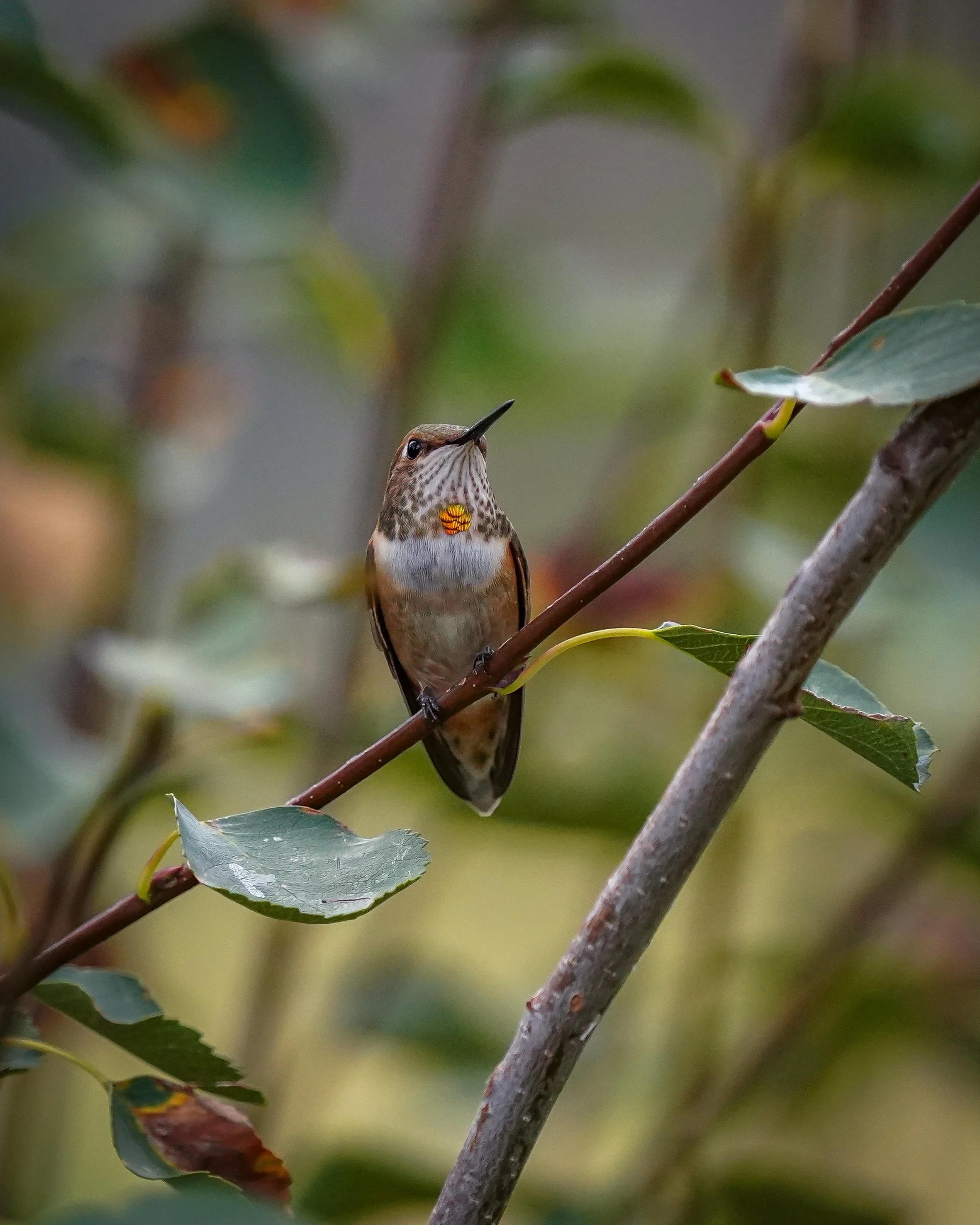 Rufous Hummingbird (young male)