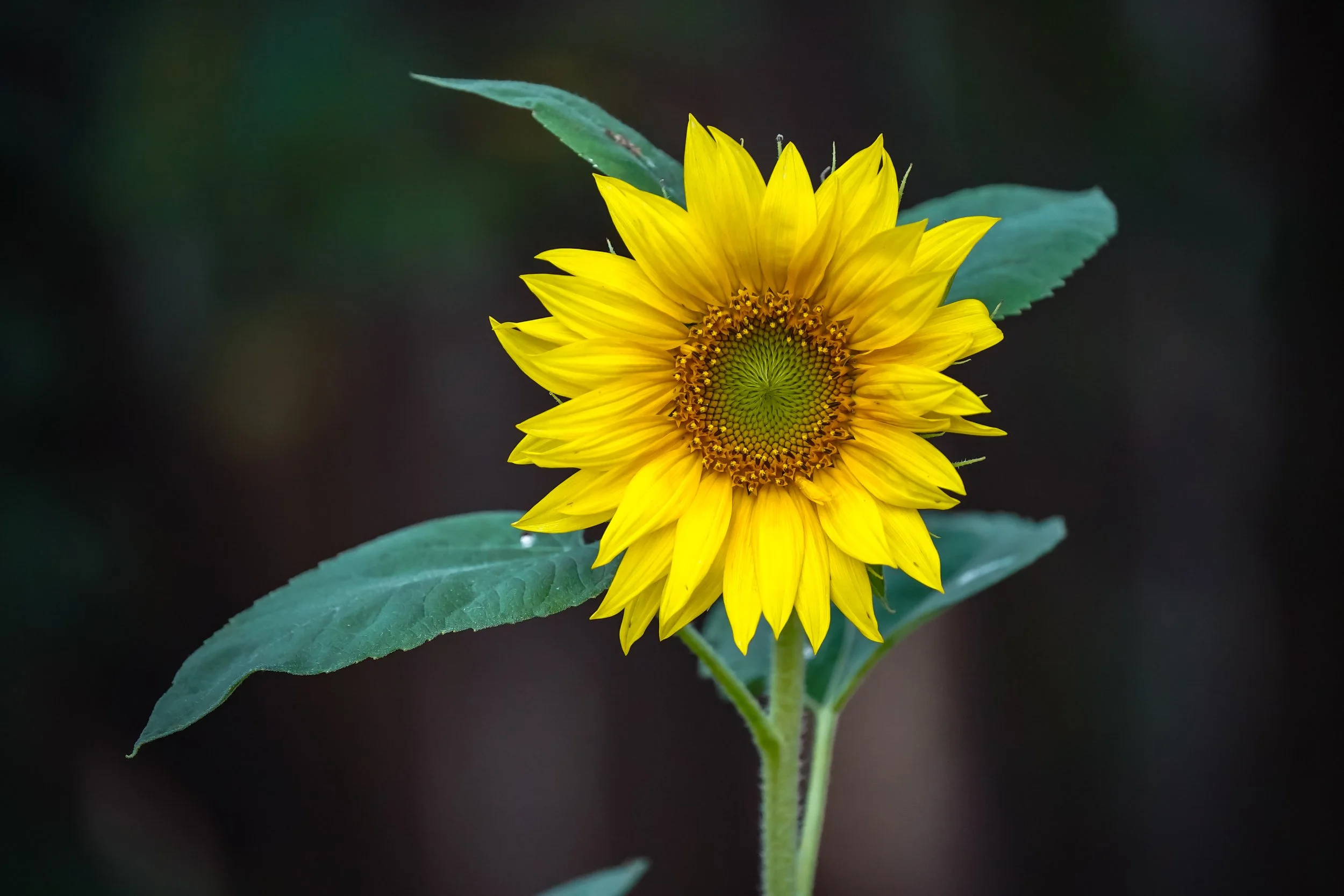 One of our sunflowers in the garden - planted by the birds - haha, they are better gardeners than I am