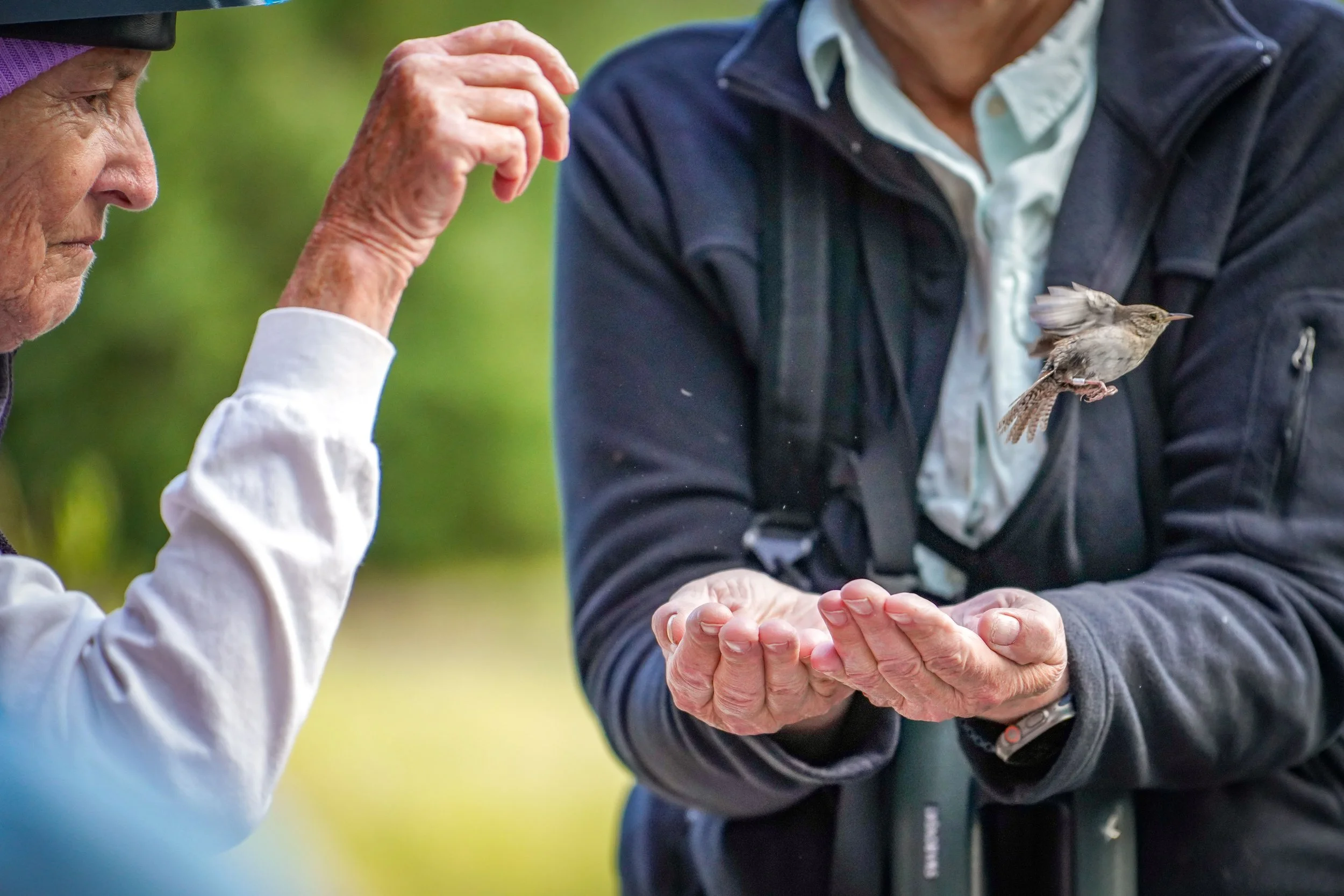Releasing a Northern House Wren