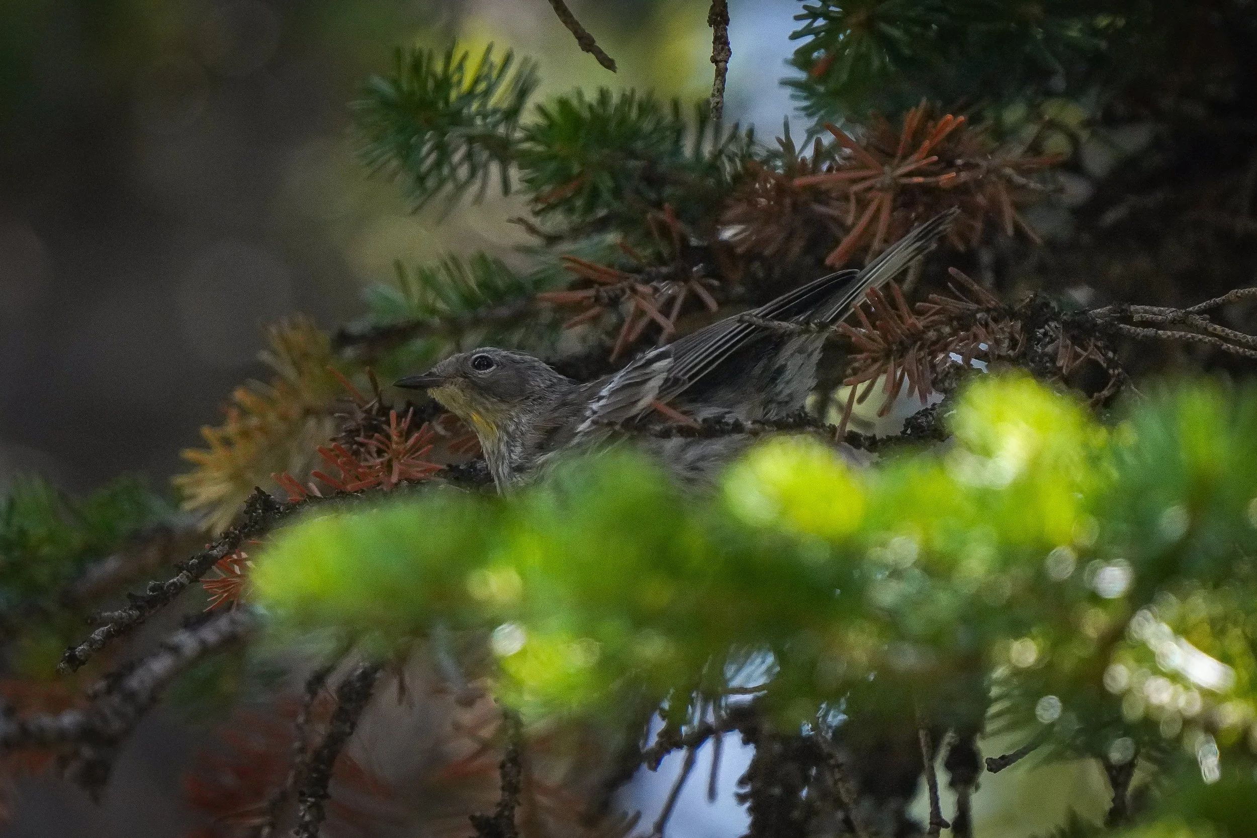 Yellow-rumped Warbler fledgling