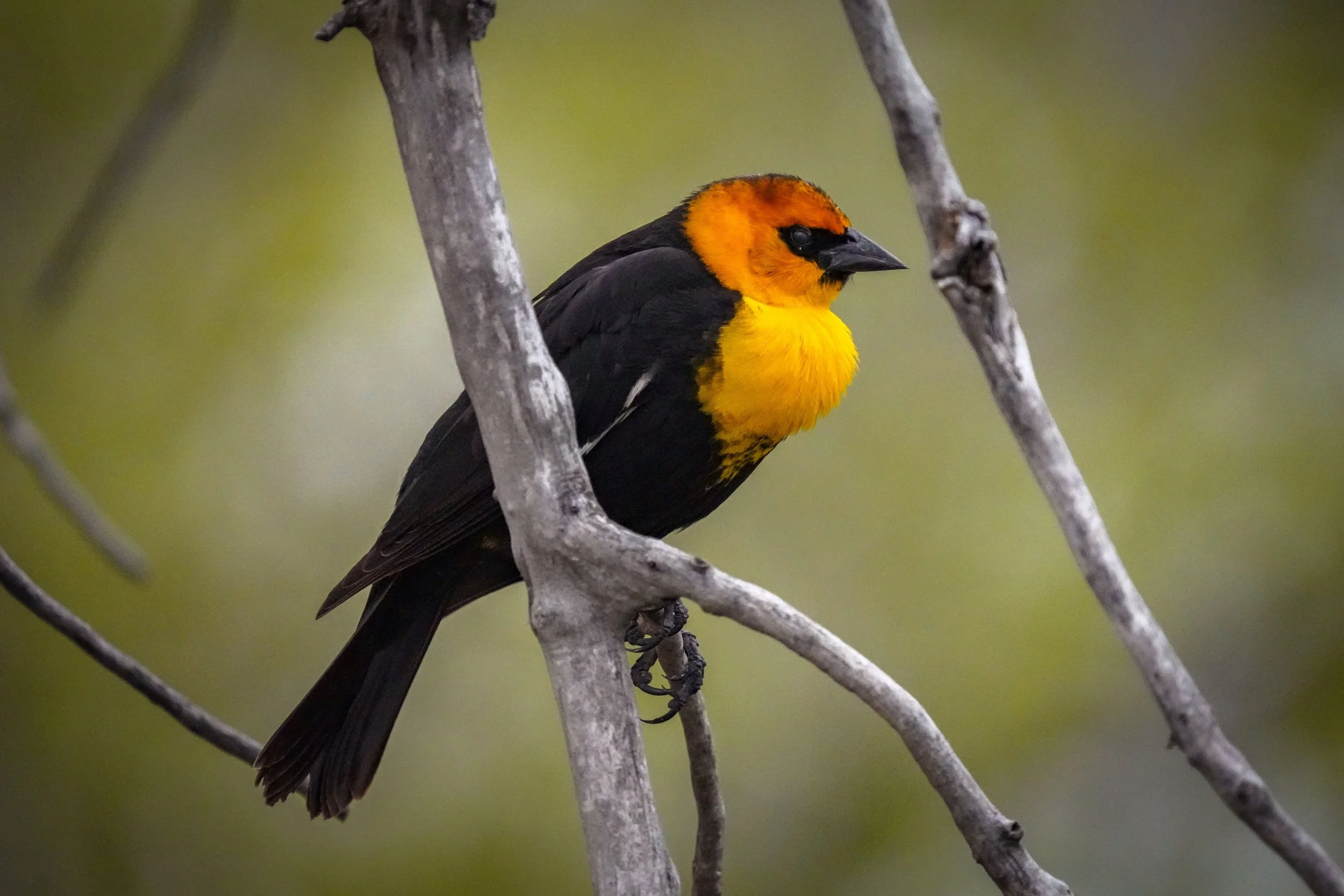 Yellow-headed Blackbird