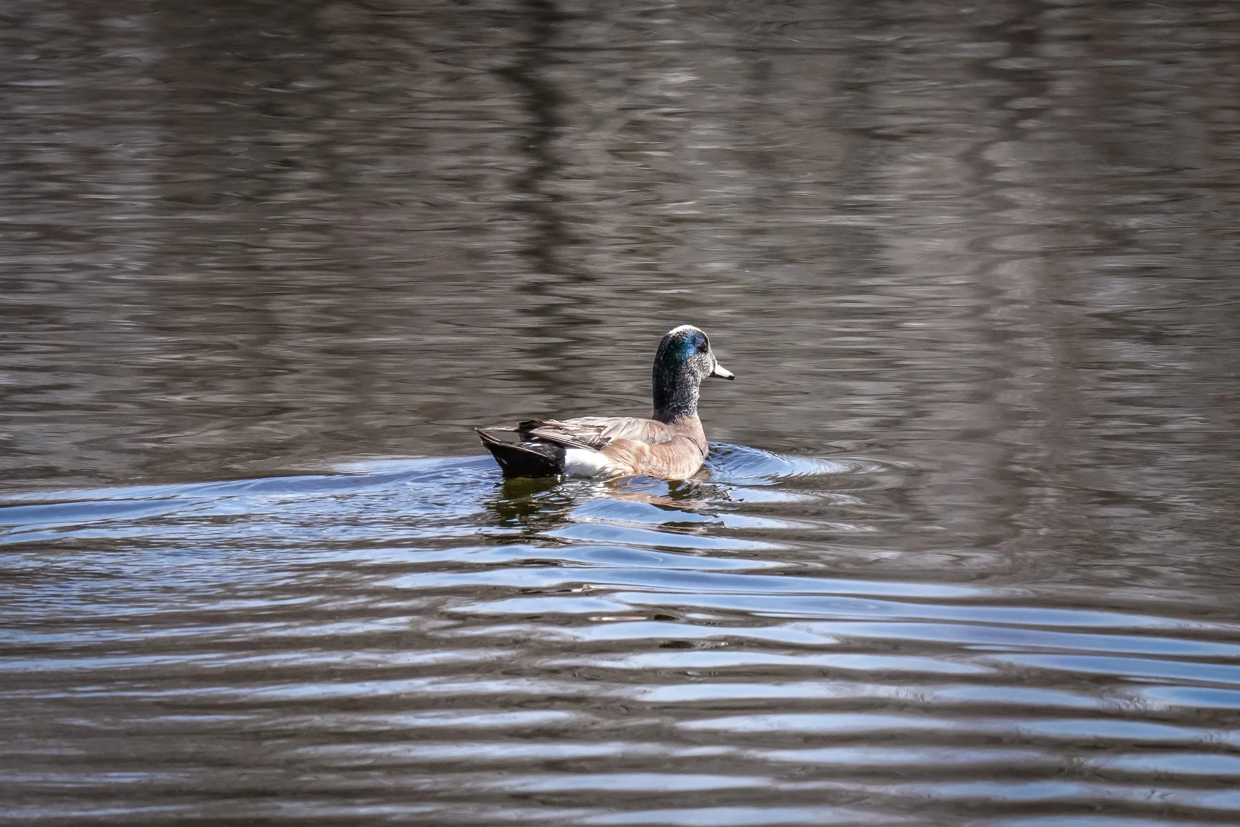 American Wigeon