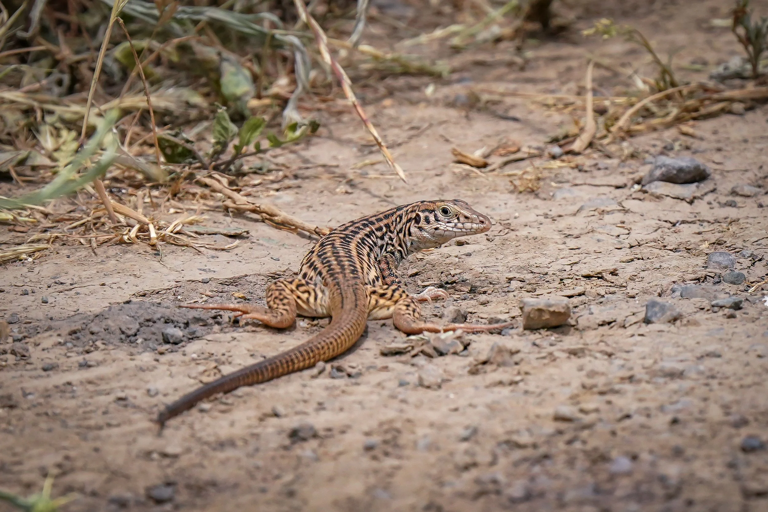 Another lizard!  Cool looking pattern