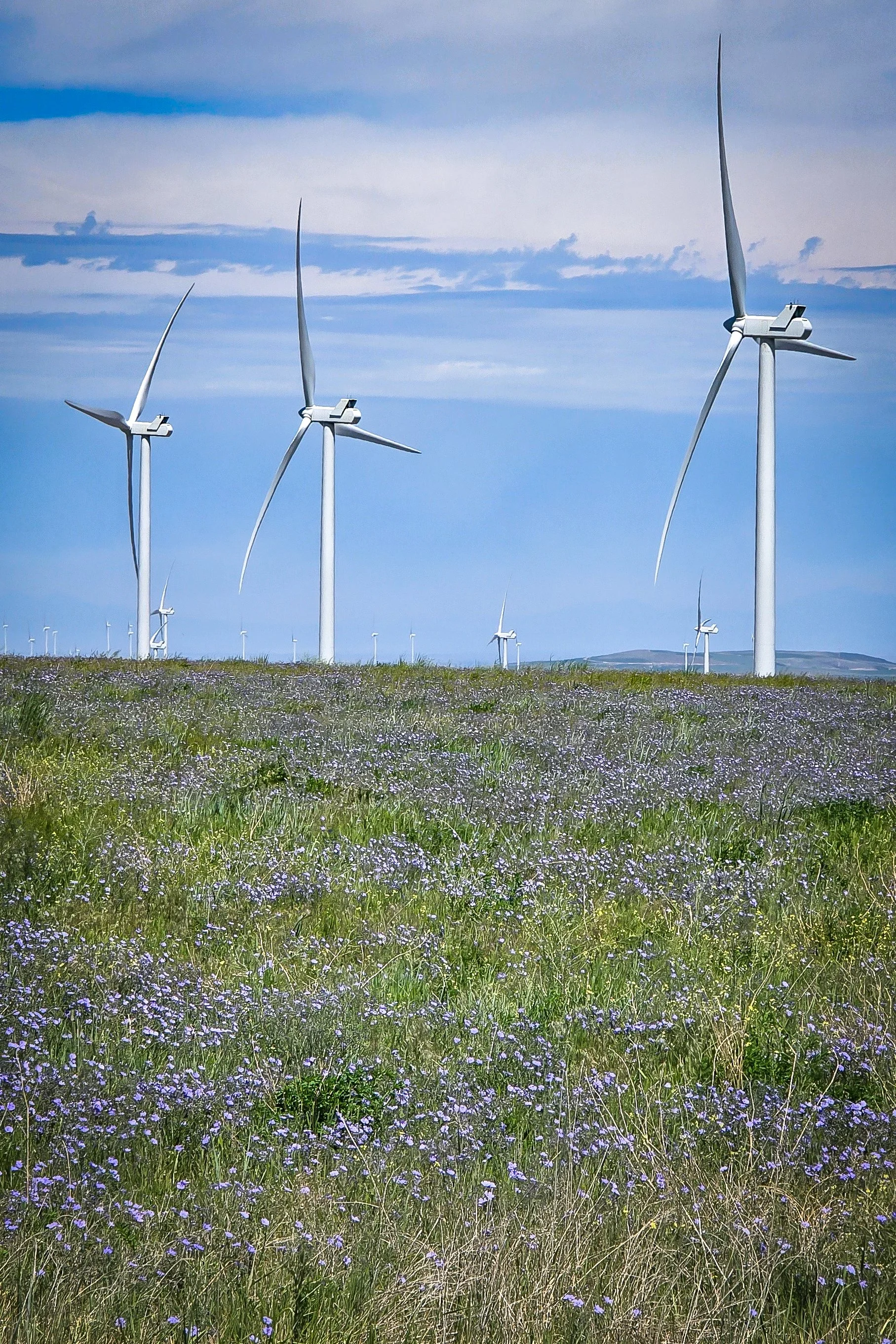 Windmills above Idaho Falls with acres and acres of wildflowers